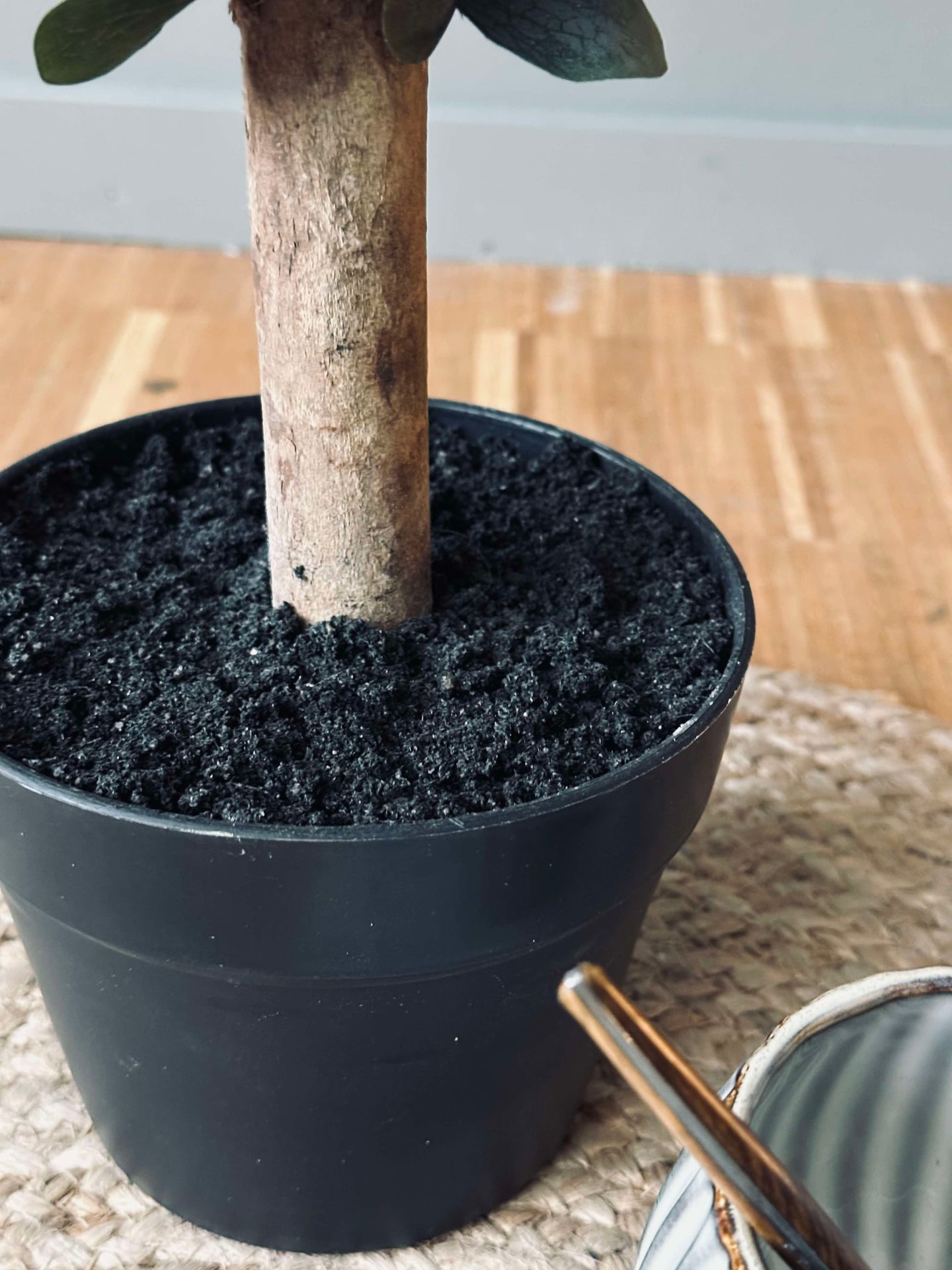 Eukalyptus Tre