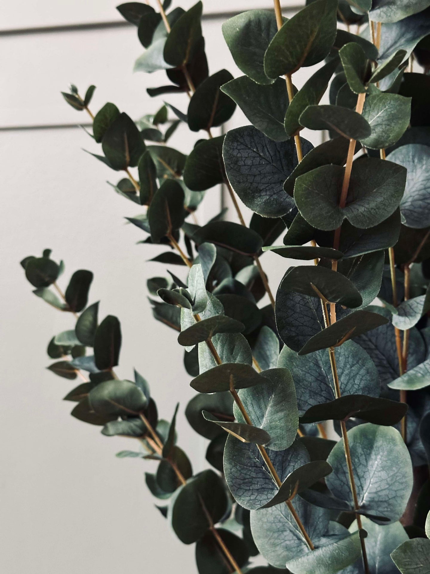 Eukalyptus Tre