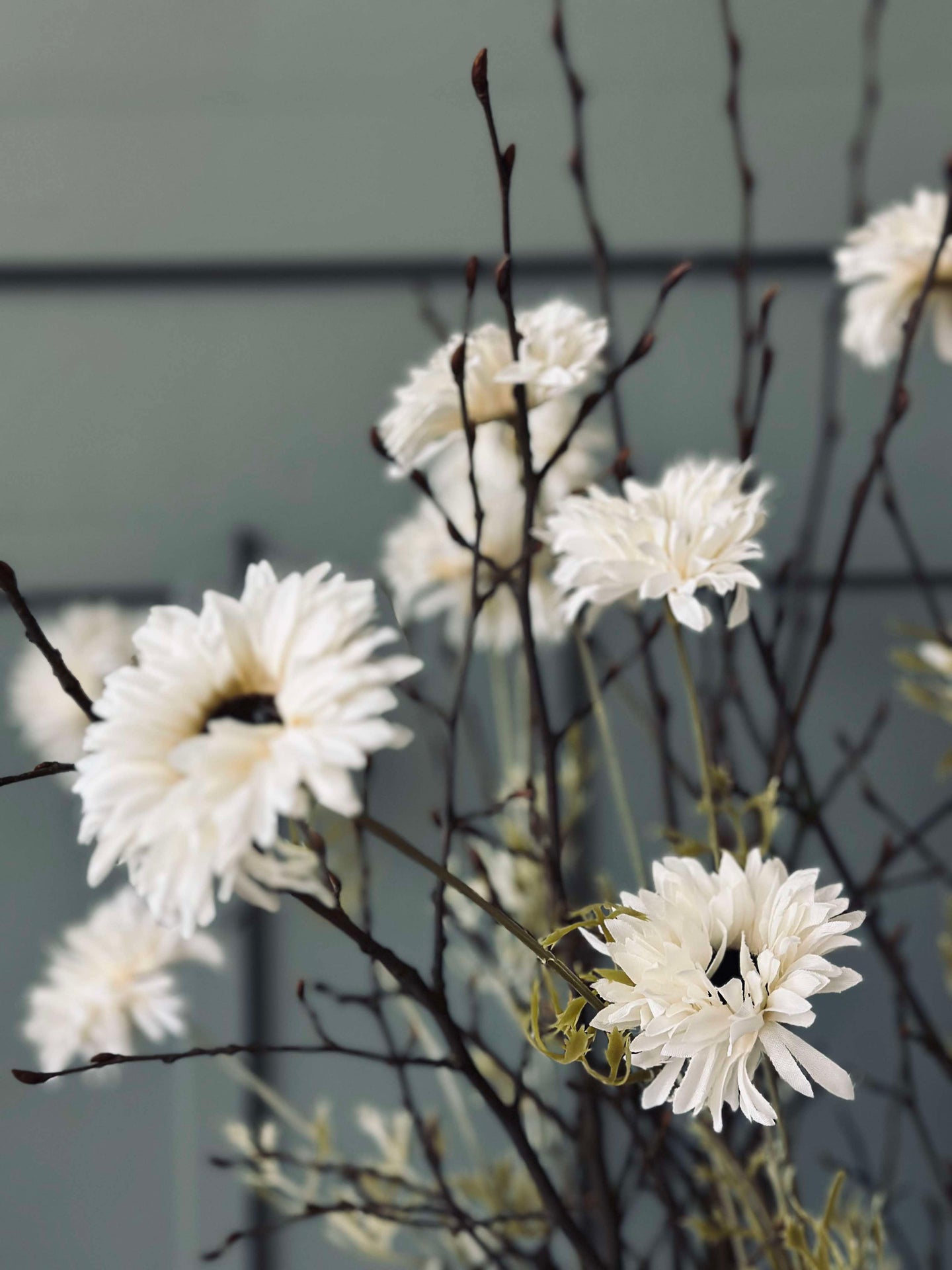 Blomst Black eye