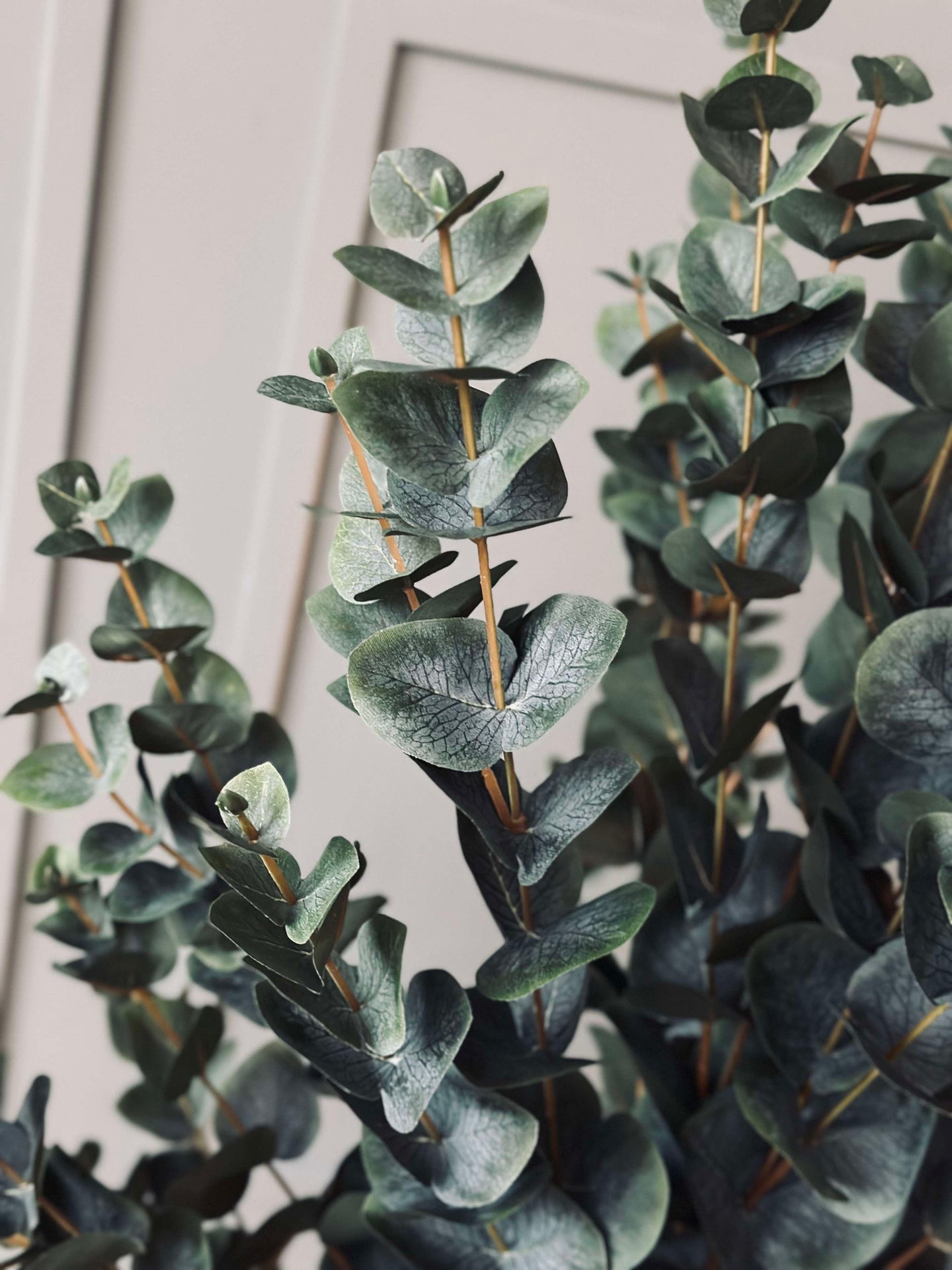 Eukalyptus Tre