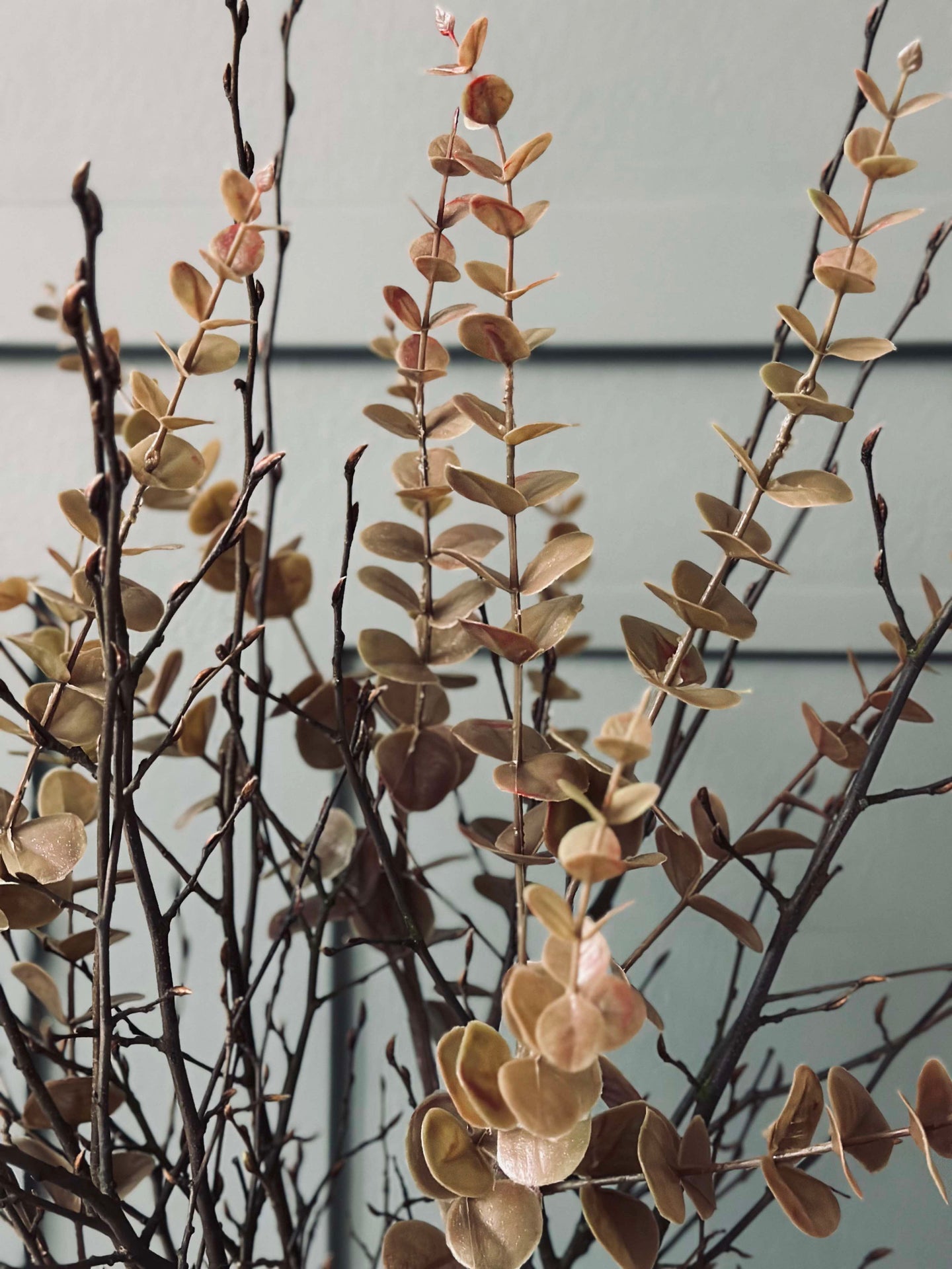 Blomster eukalyptus - Gylden