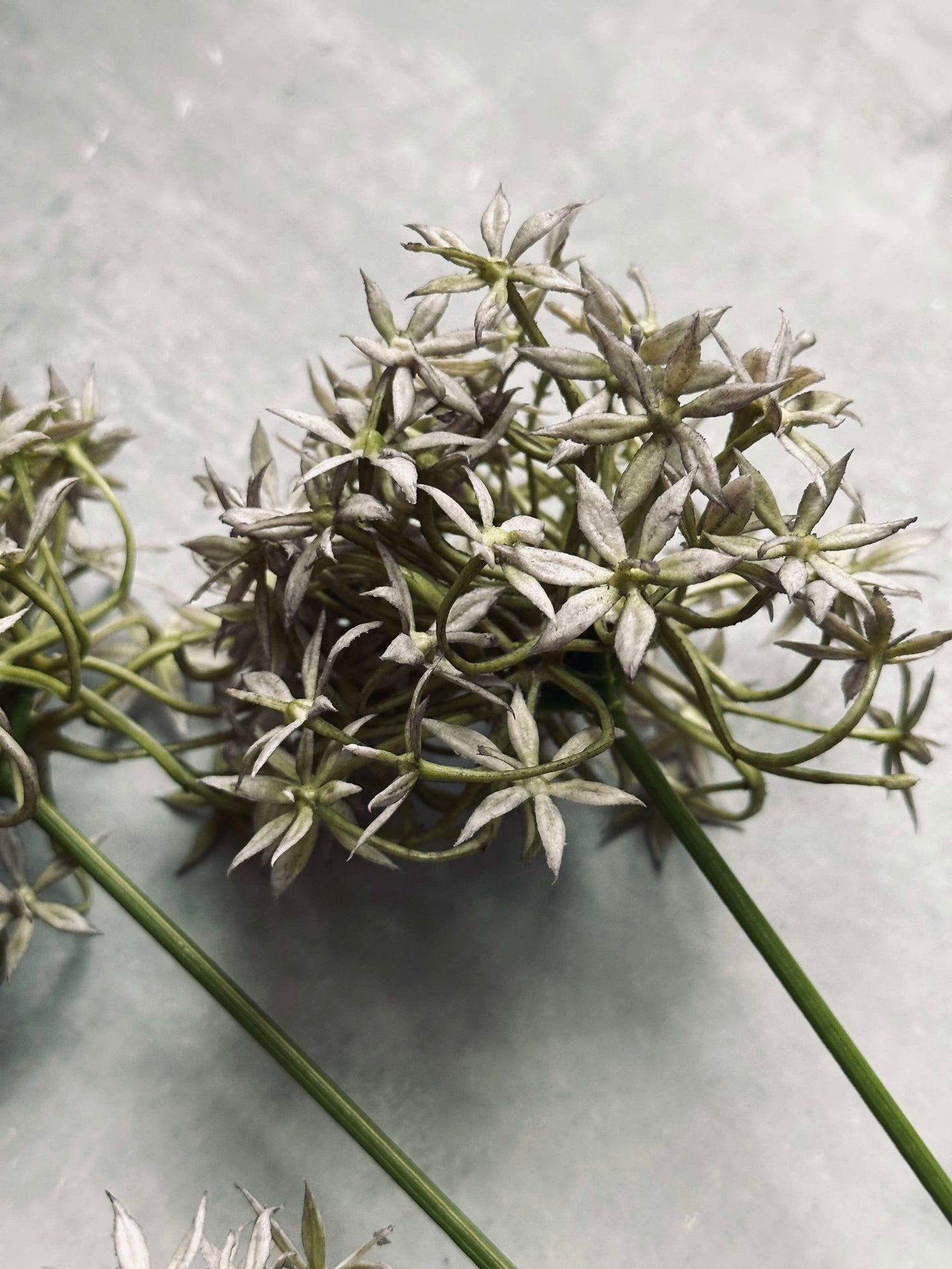 Blomst Allium