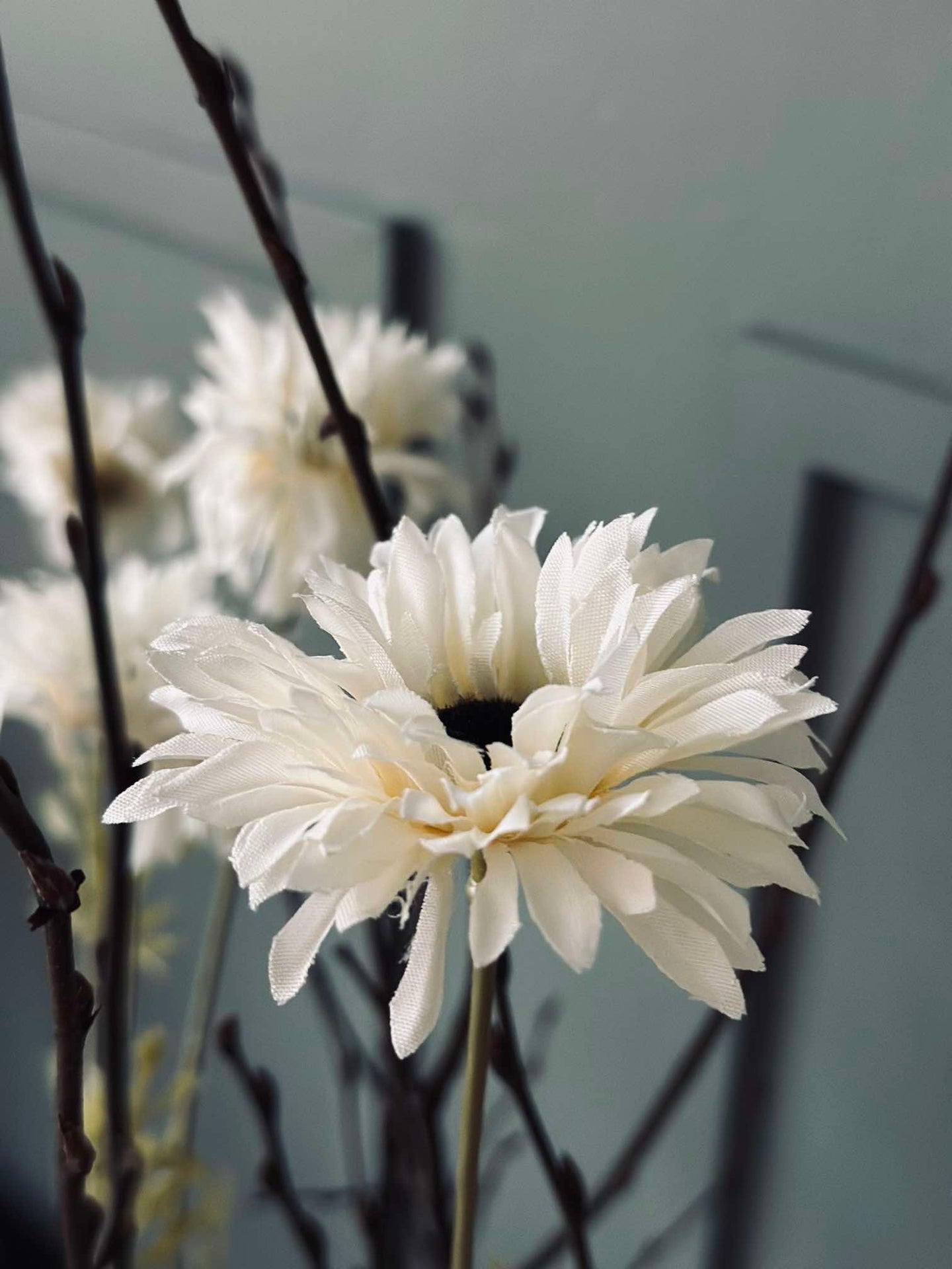 Blomst Black eye