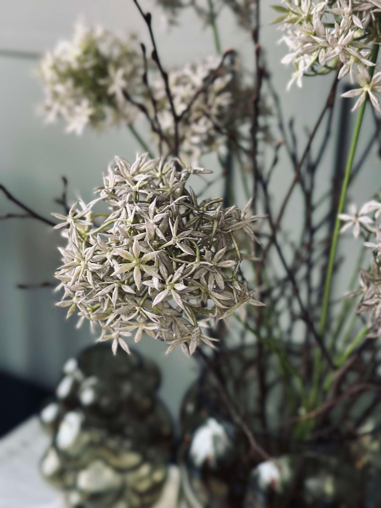 Blomst Allium