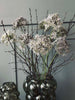 Blomst Allium