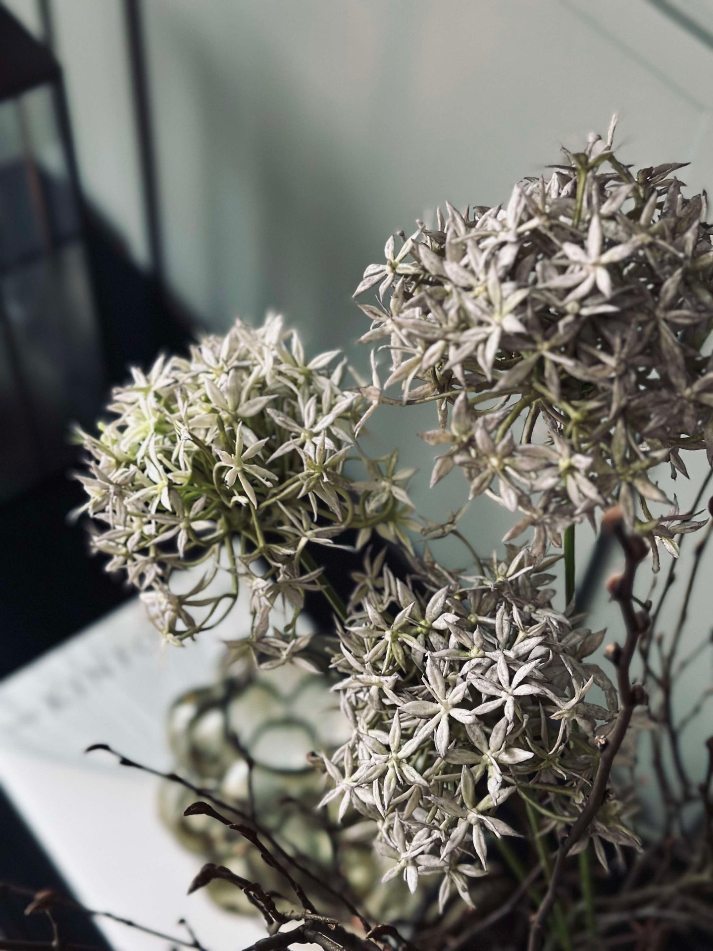 Blomst Allium