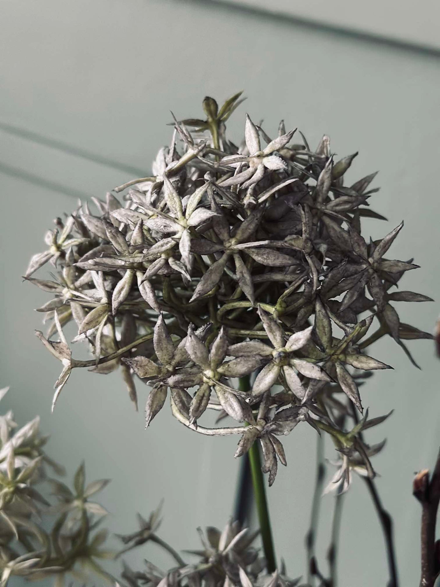 Blomst Allium