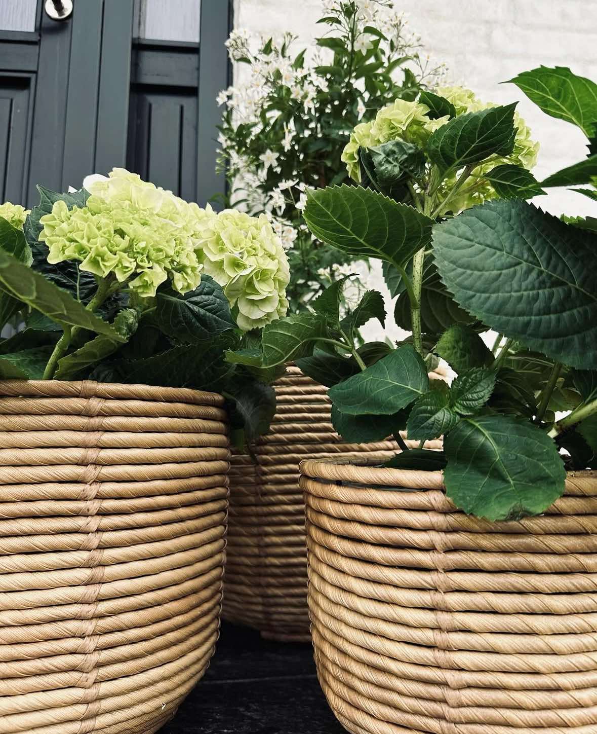 Plantekurver RATTAN – Sett med 3 størrelser
