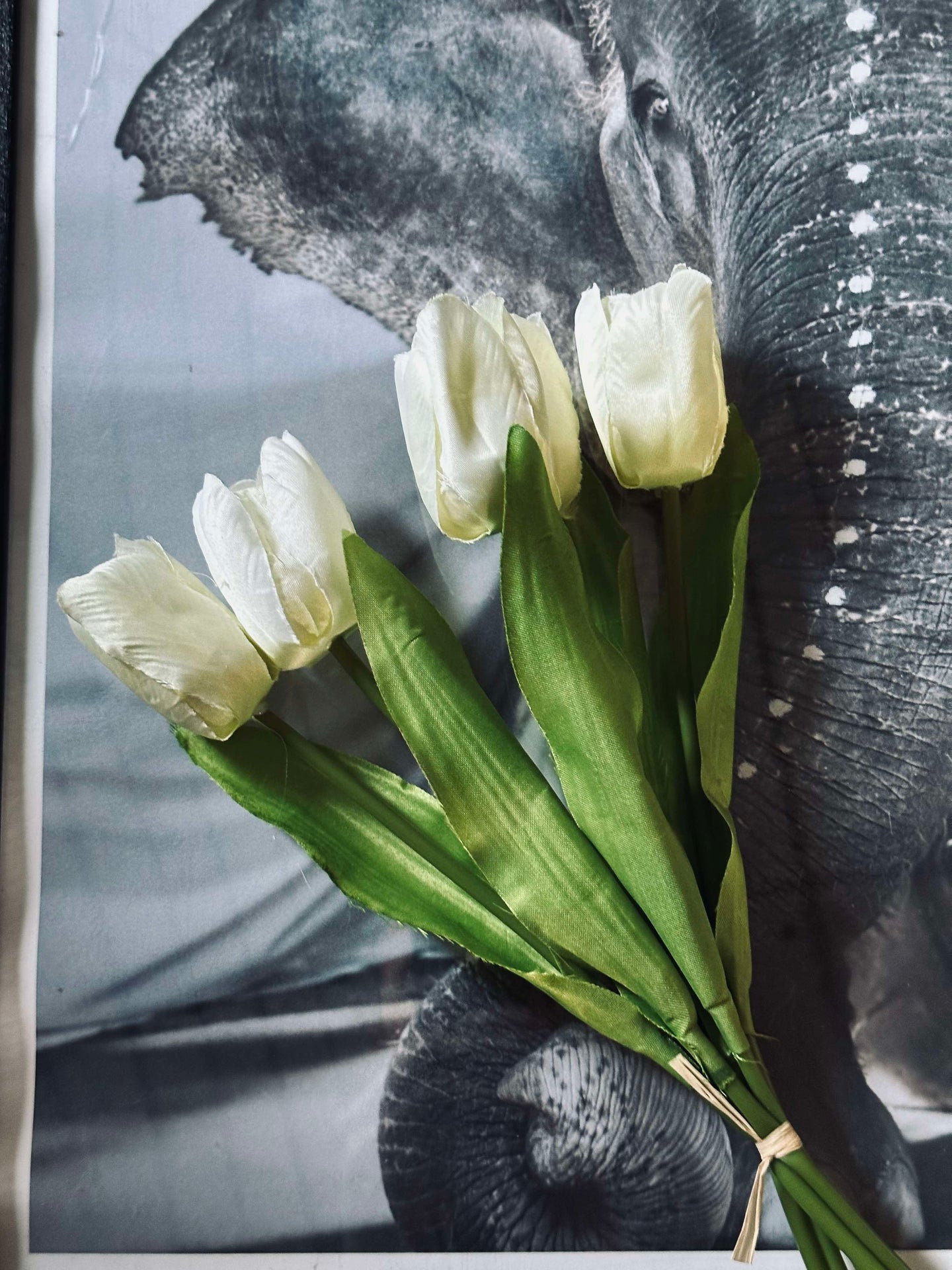 Tulipaner Hvit