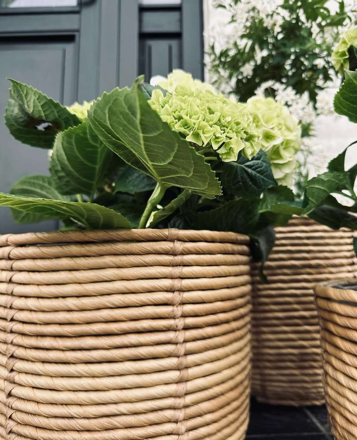 Plantekurver RATTAN – Sett med 3 størrelser