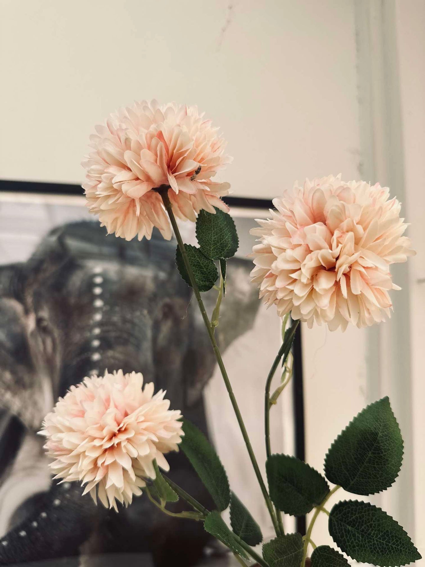 Blomst Peach rose