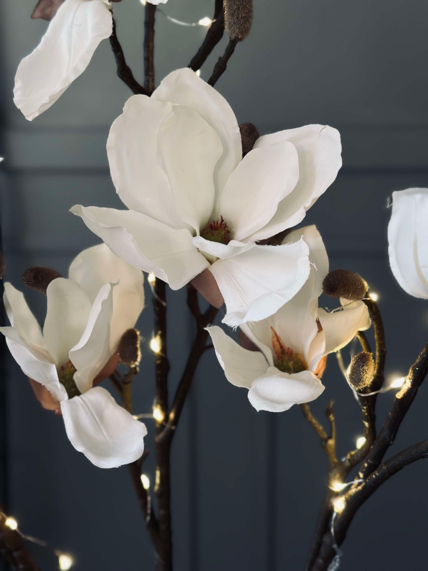 Magnoliagren med lys