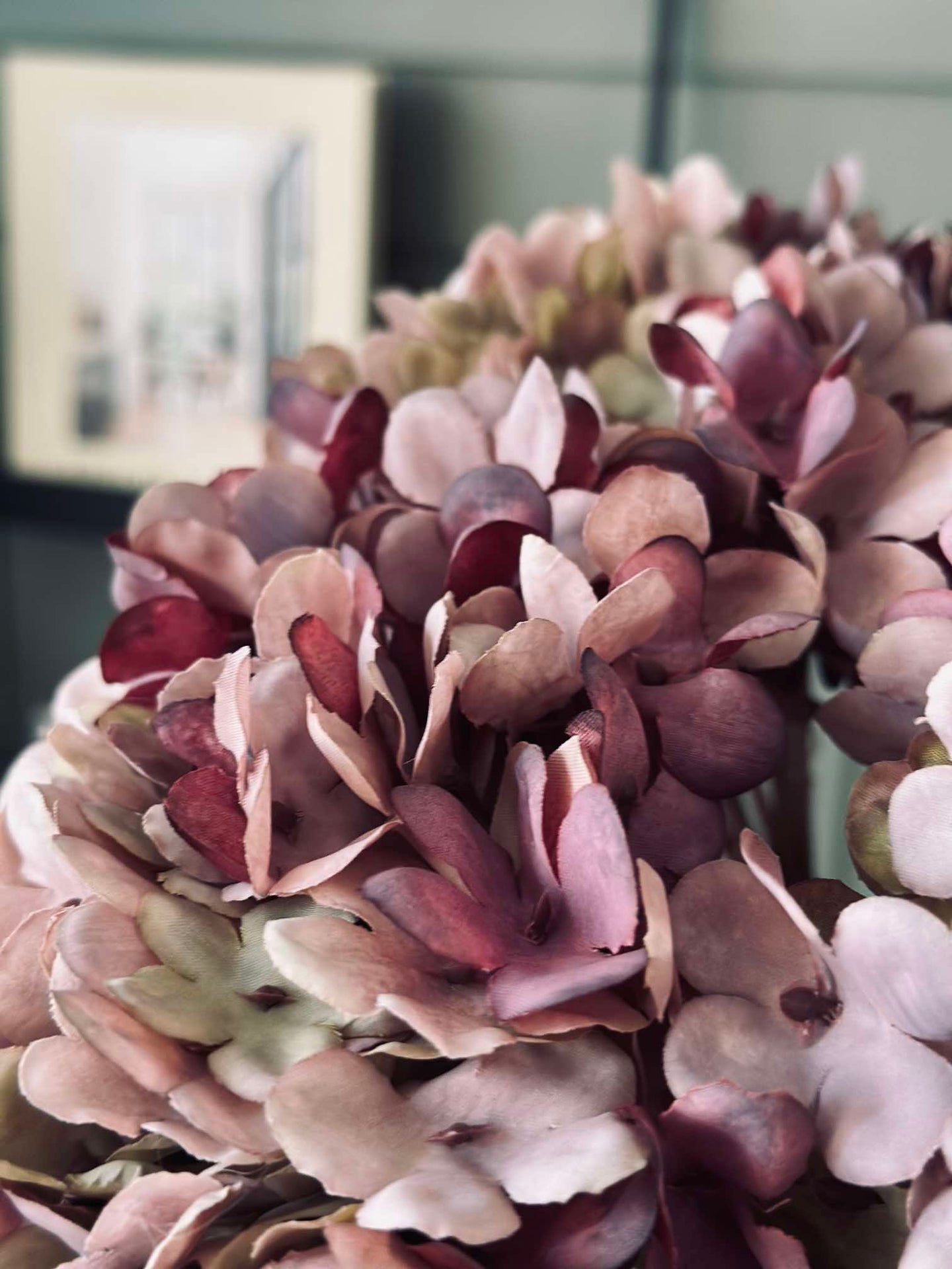 Hortensia Old Rose