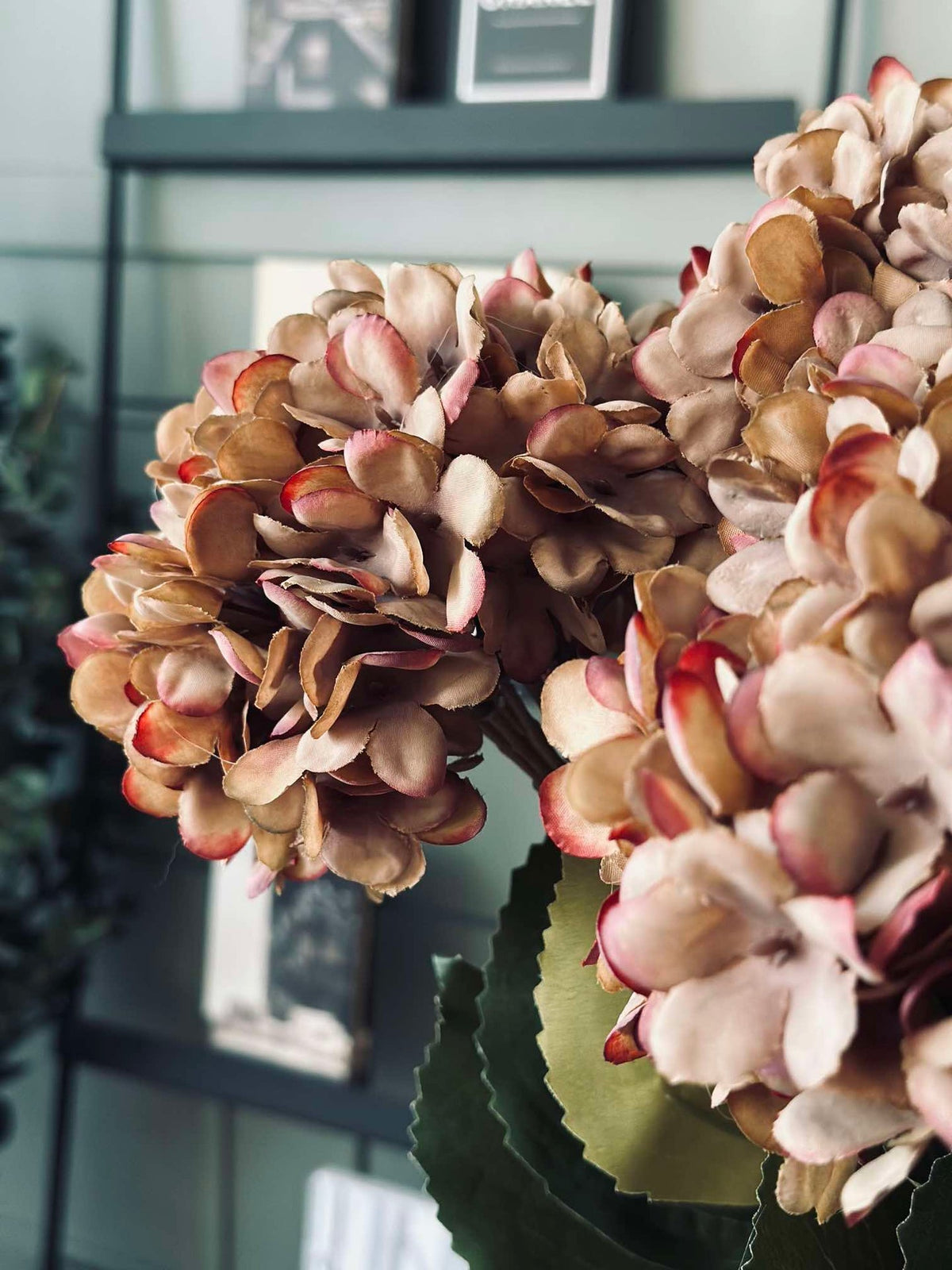 Hortensia - Brente farger