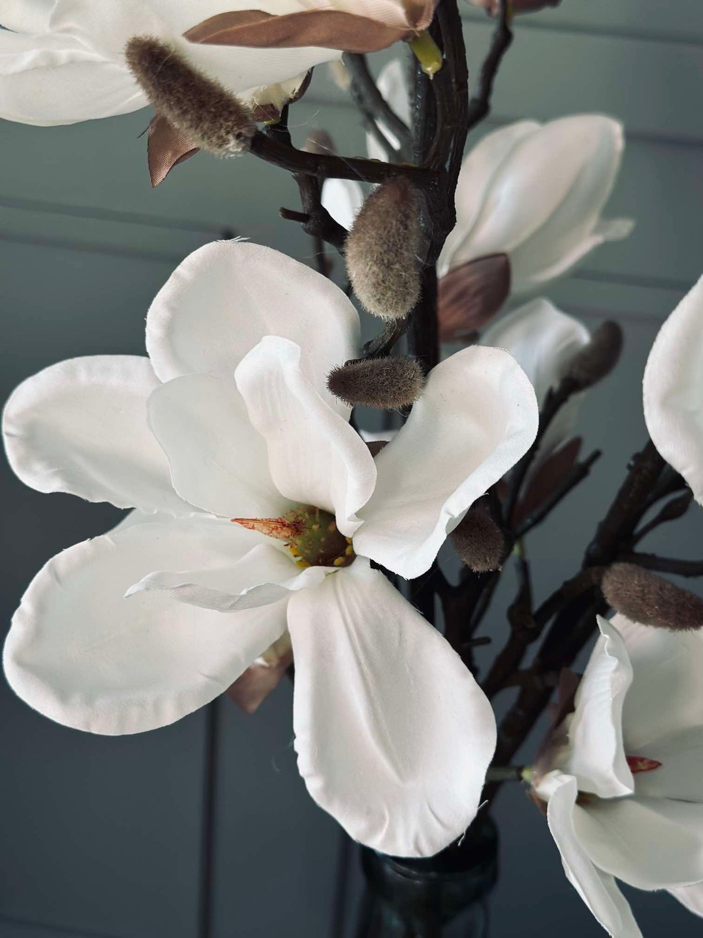 Magnoliagren - 92 cm