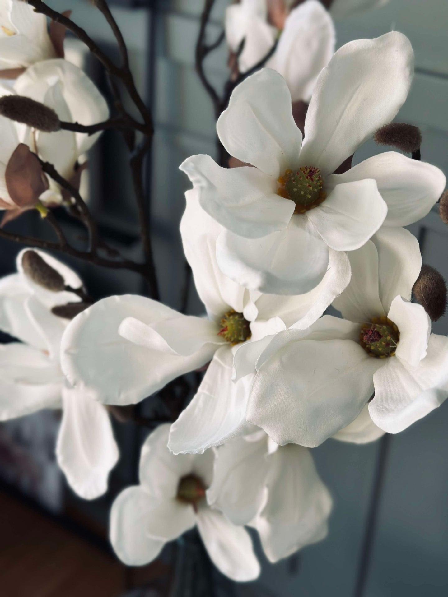 Magnoliagren - 92 cm