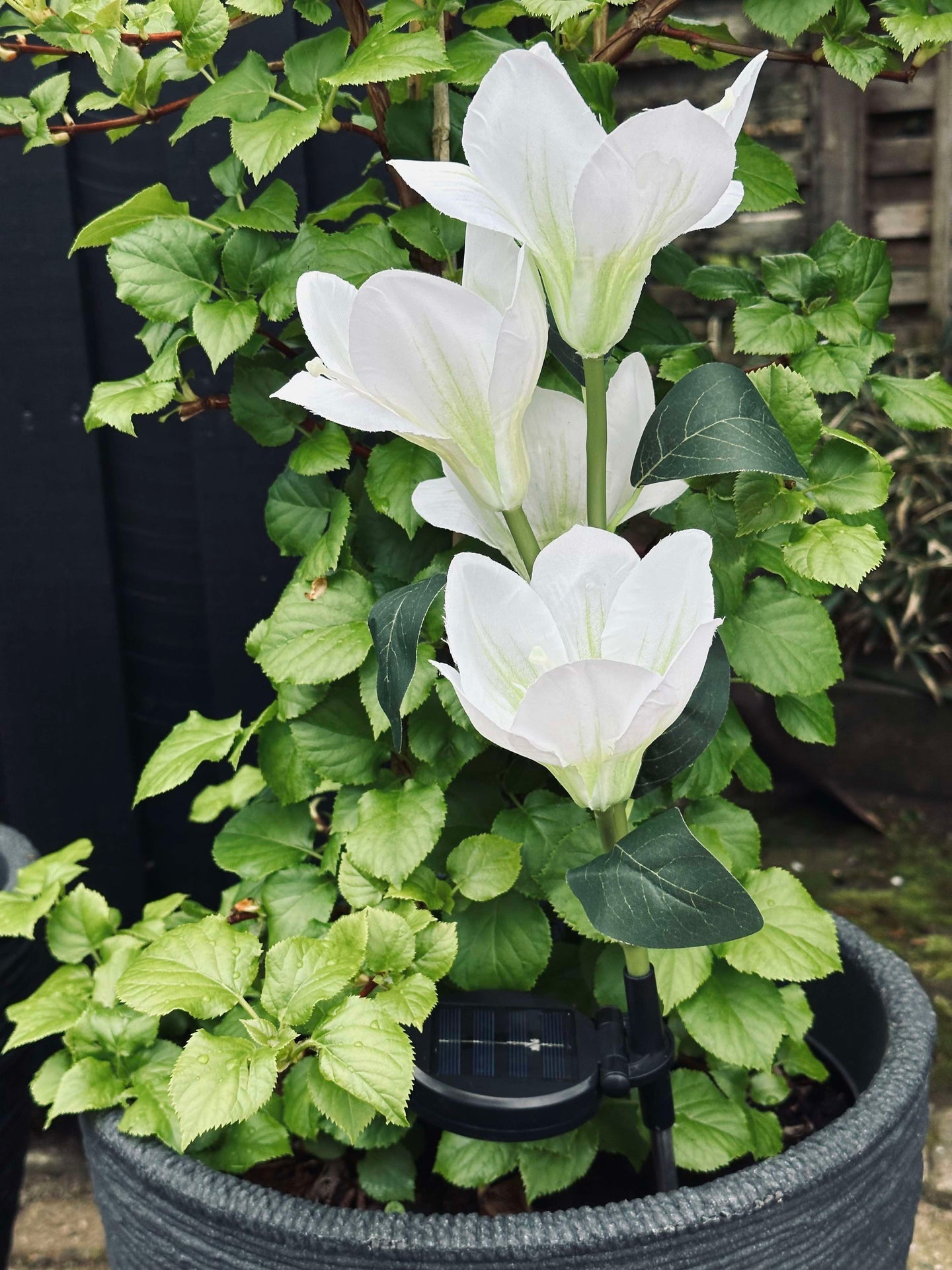 Magnolia med solceller - Hvit