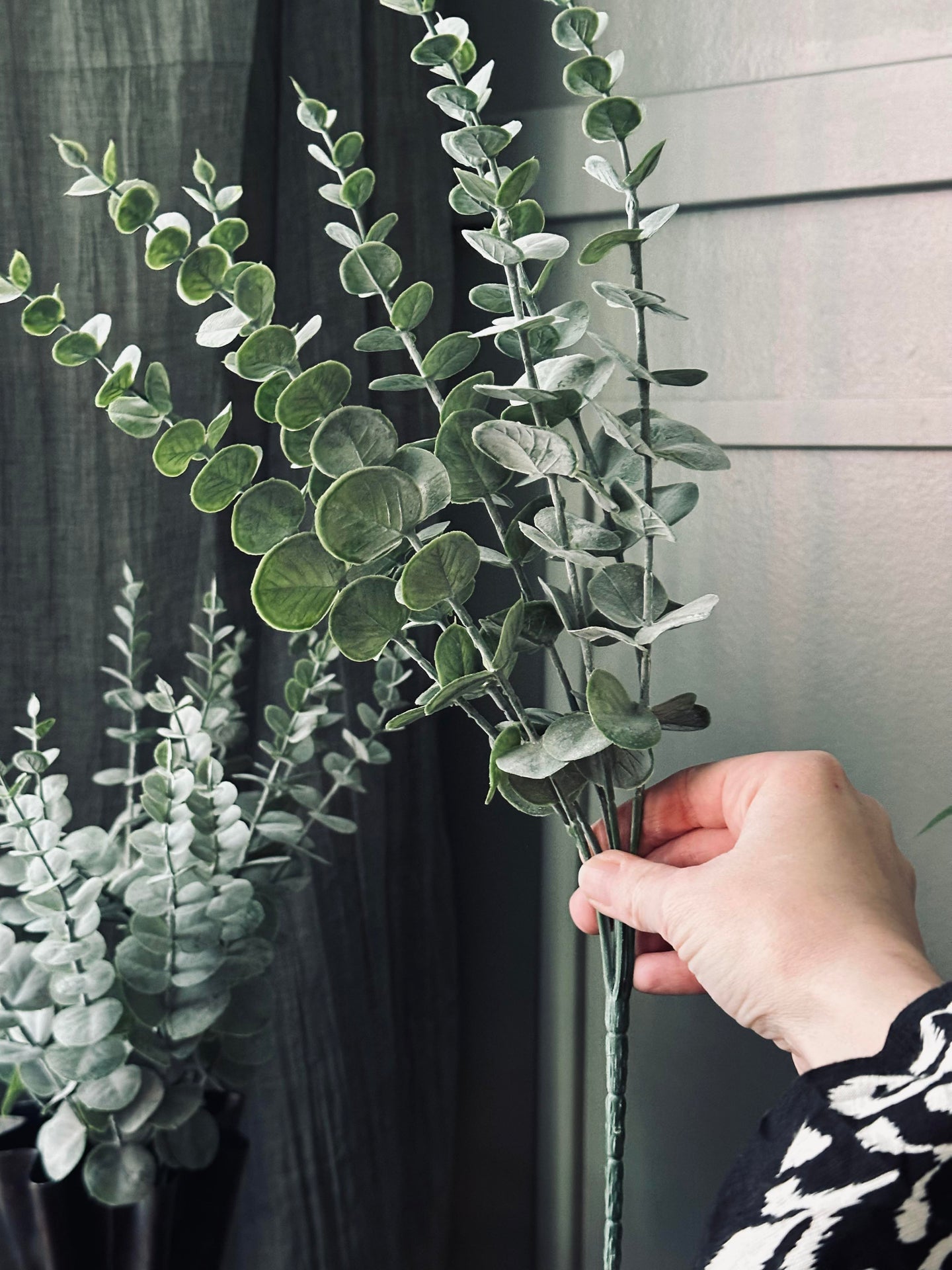 Eucalyptus på stilk