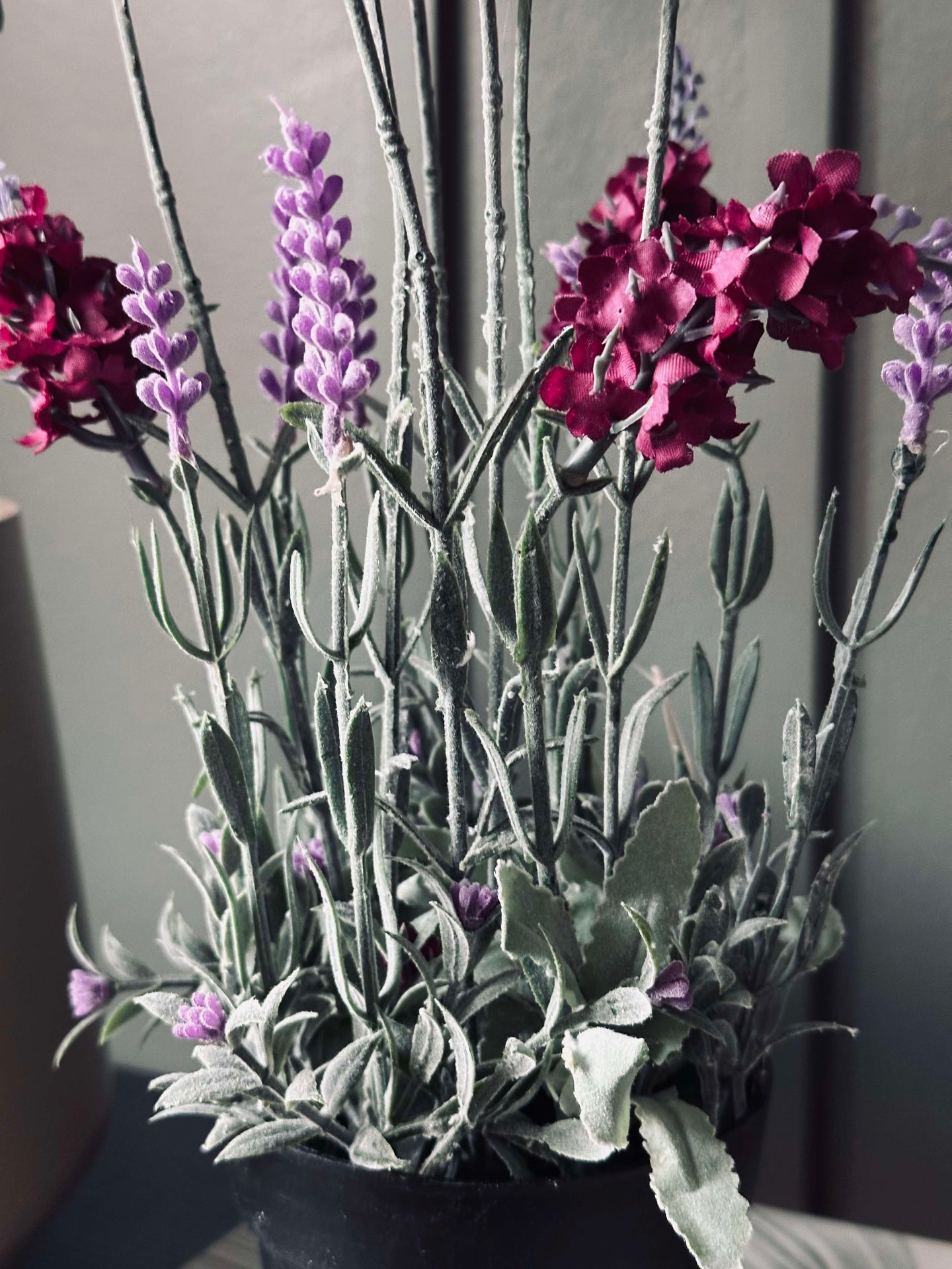 Lavendel 40cm - Hindbær