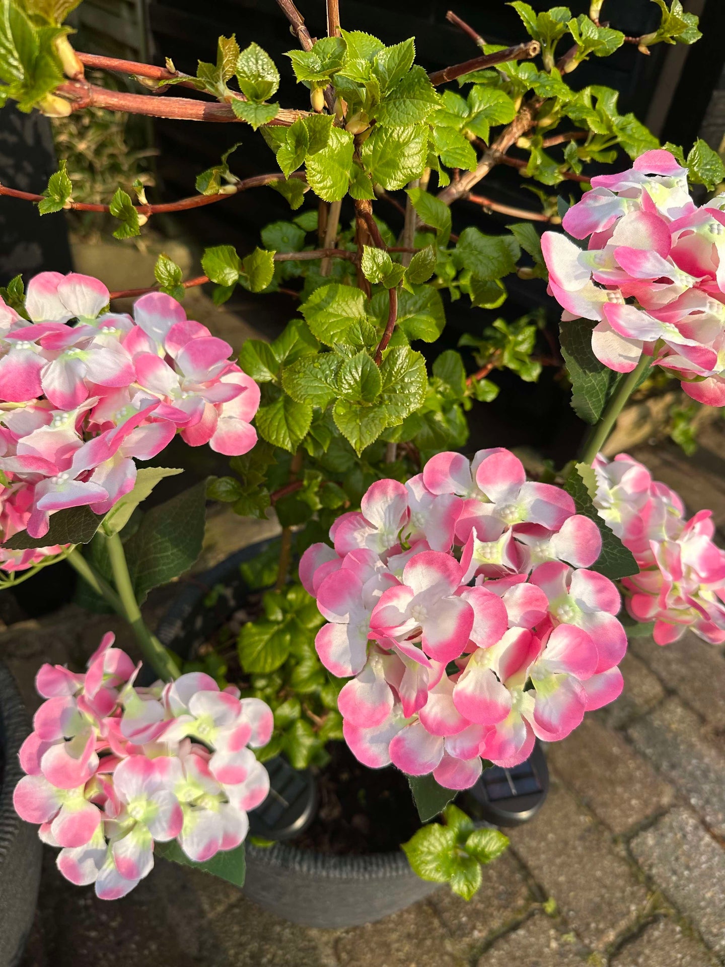 Hortensia med solceller – Lys rosa