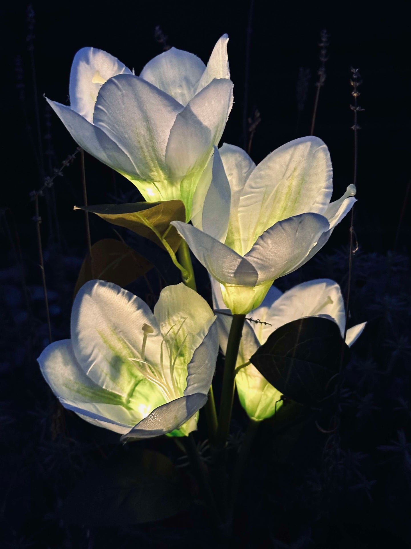 Magnolia med solceller - Hvit