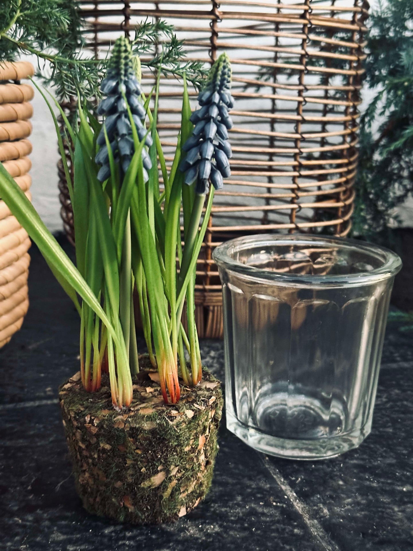 Blomst Perlehyacint