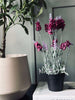 Lavendel 40cm - Hindbær