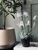 Lavendel 40 cm - Hvit