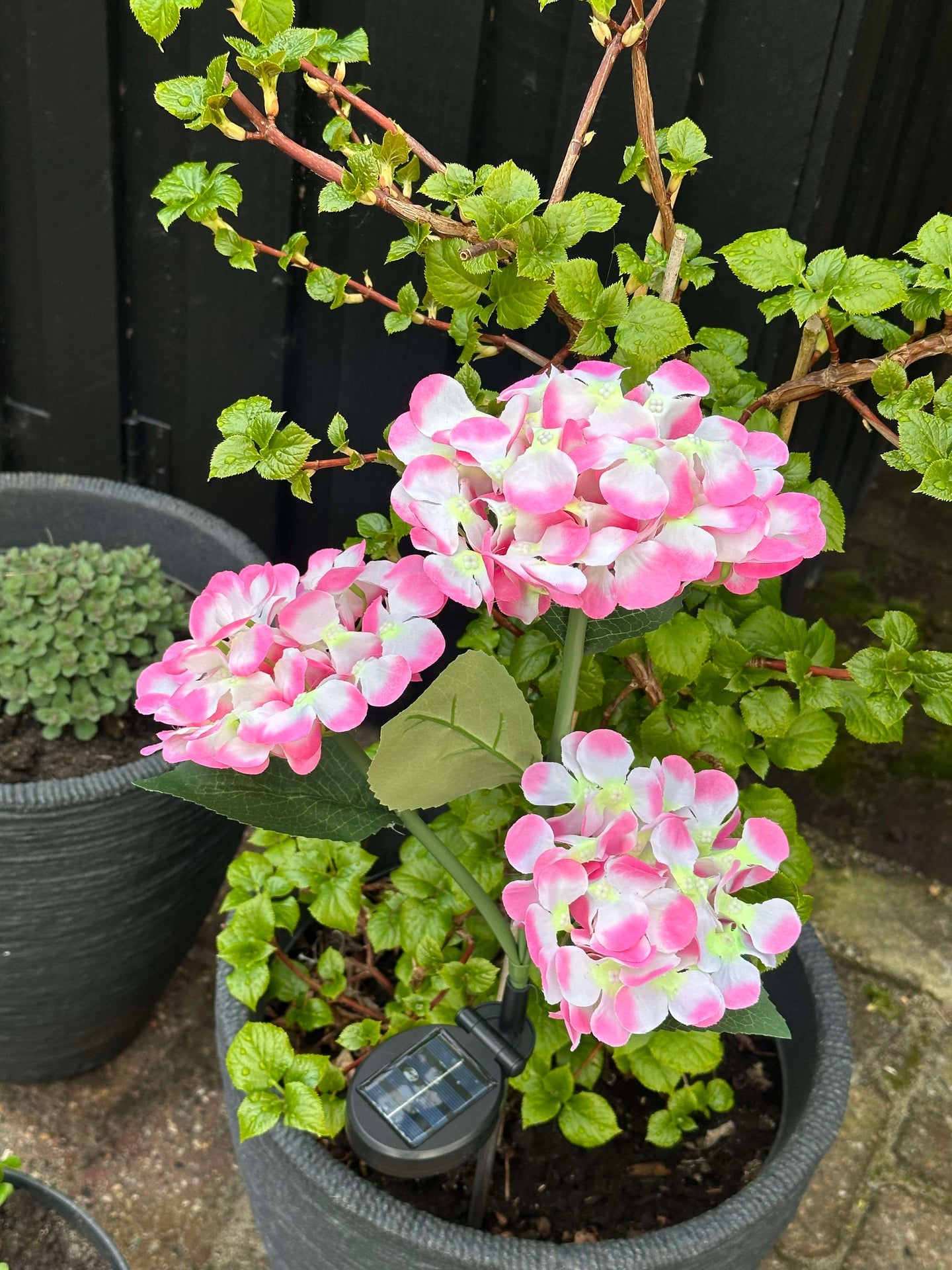 Hortensia med solceller – Lys rosa