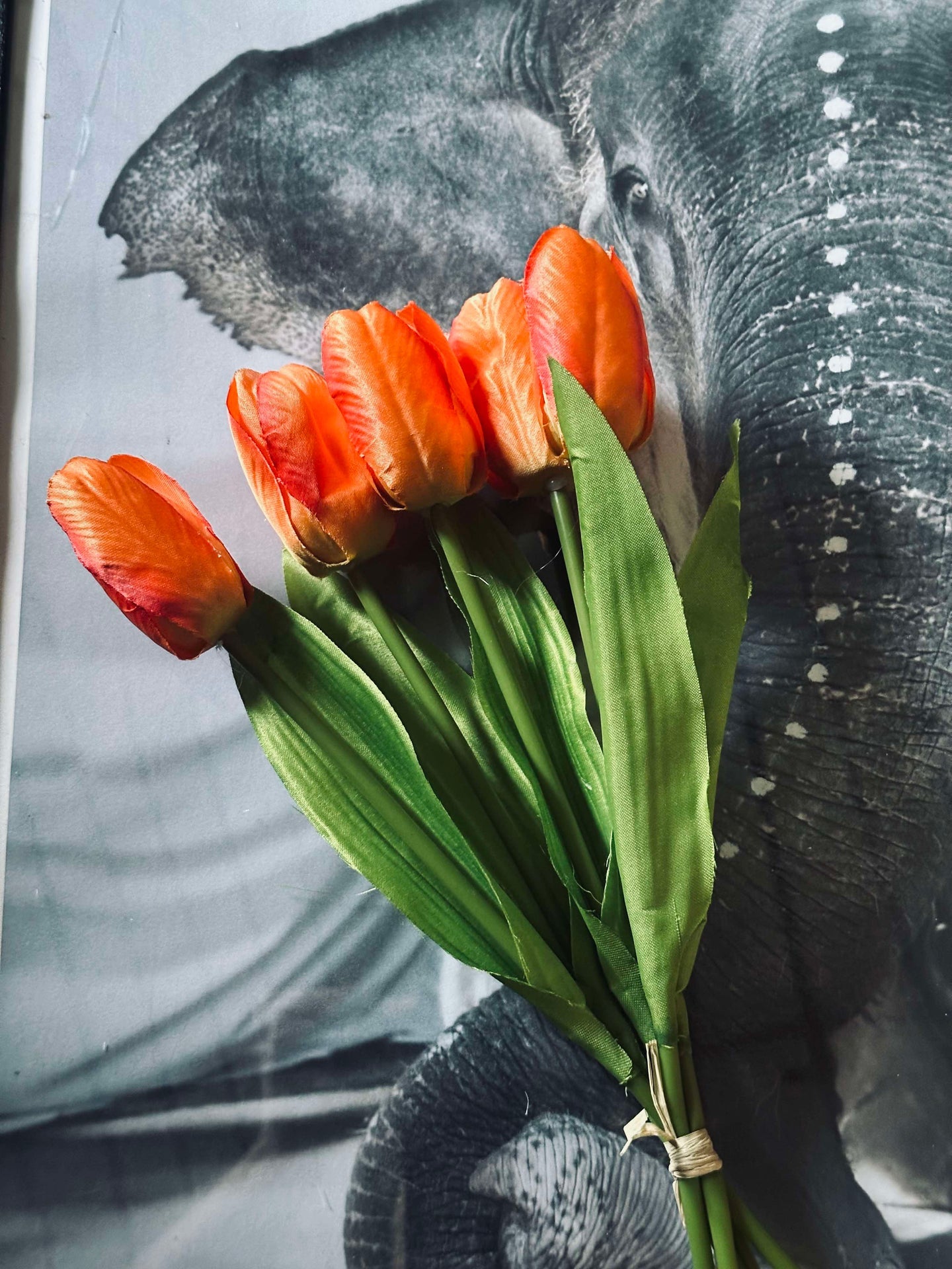 Tulipaner Oransje