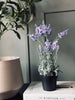 Lavendel 40cm - Lys lilla