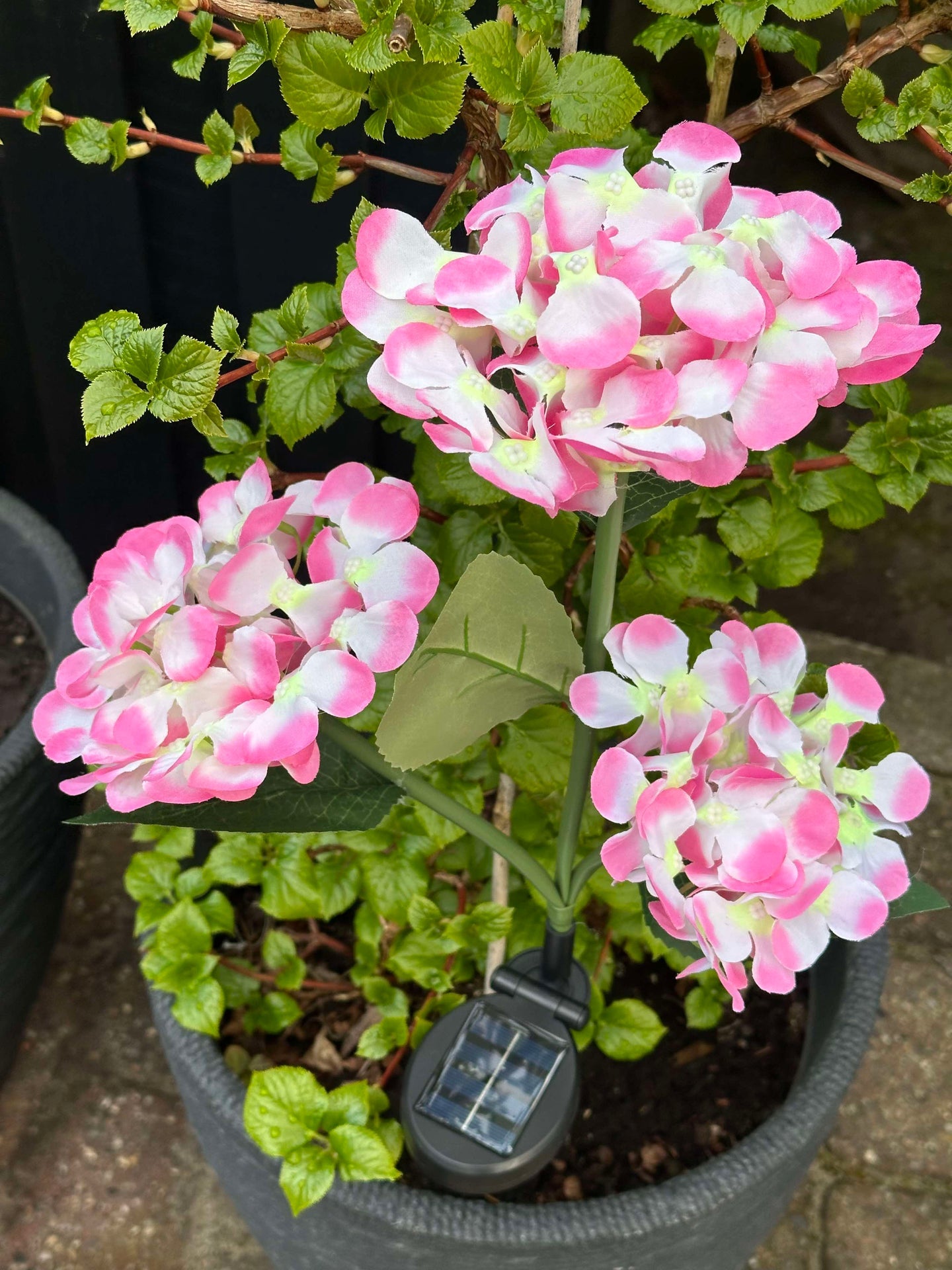 Hortensia med solceller – Lys rosa