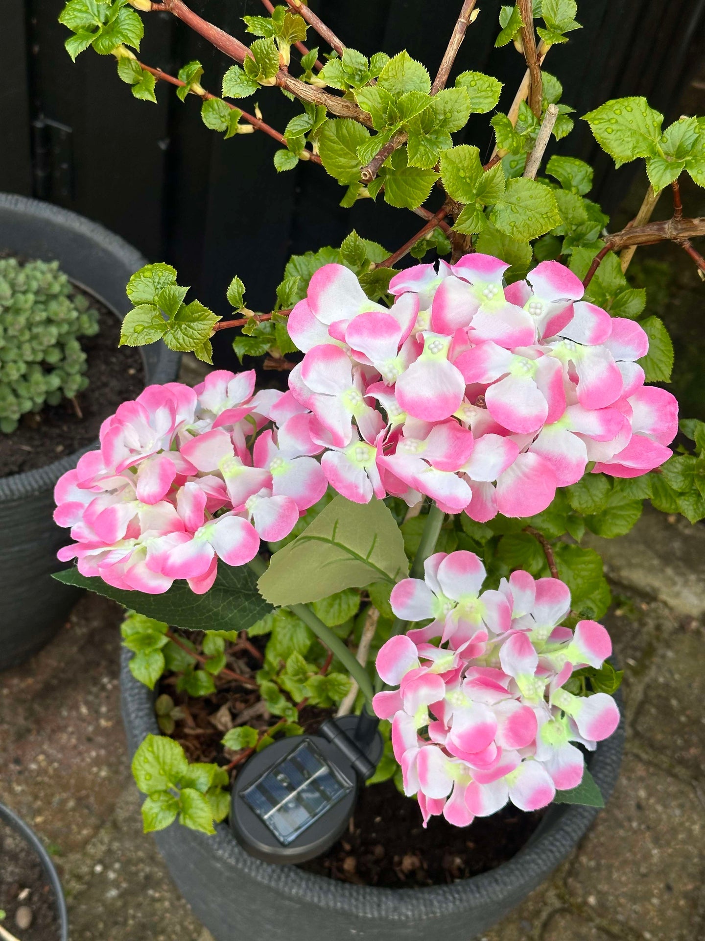 Hortensia med solceller – Lys rosa