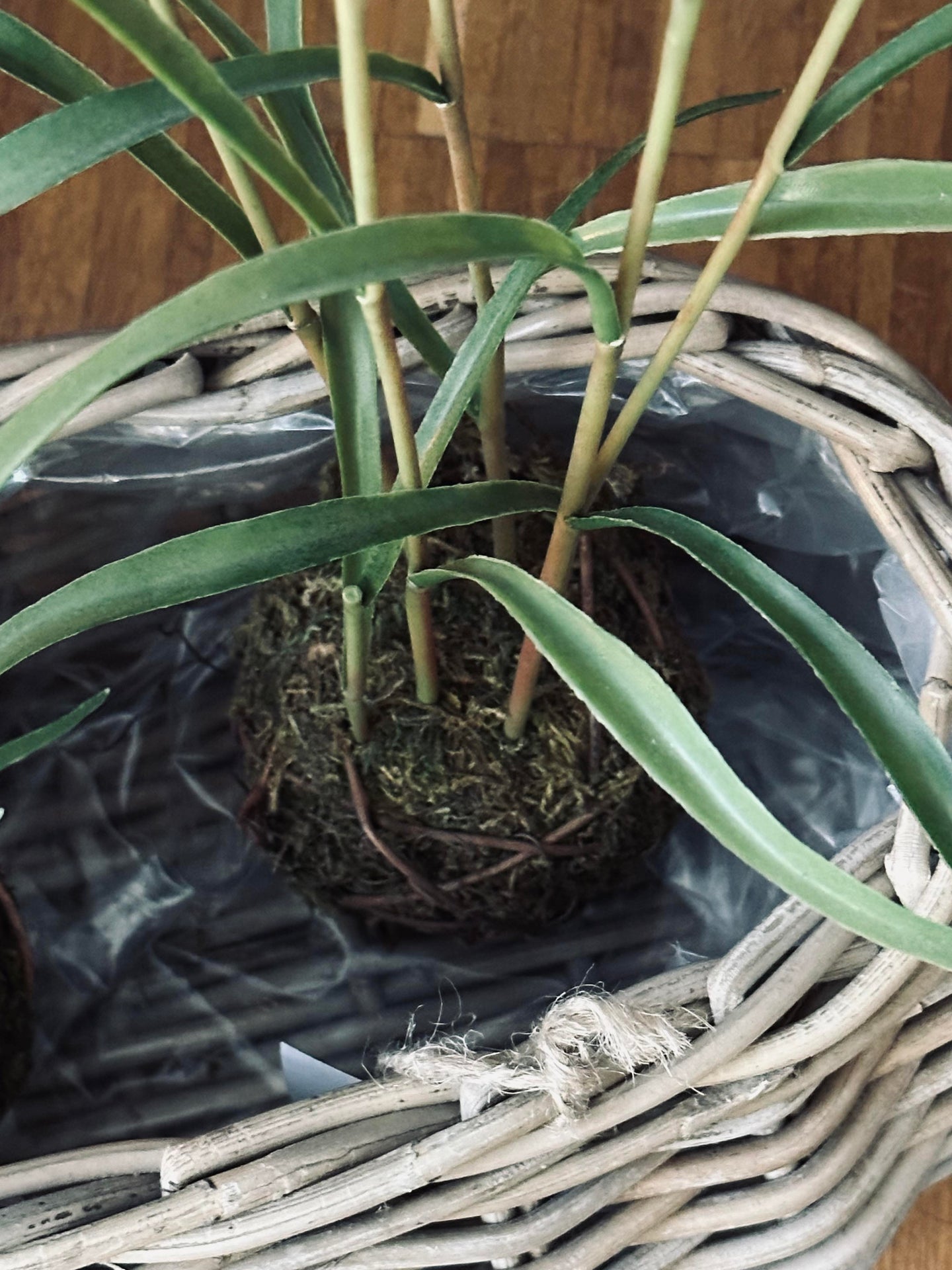 Plantekurver - Sett med 2 stk. Oval rattan