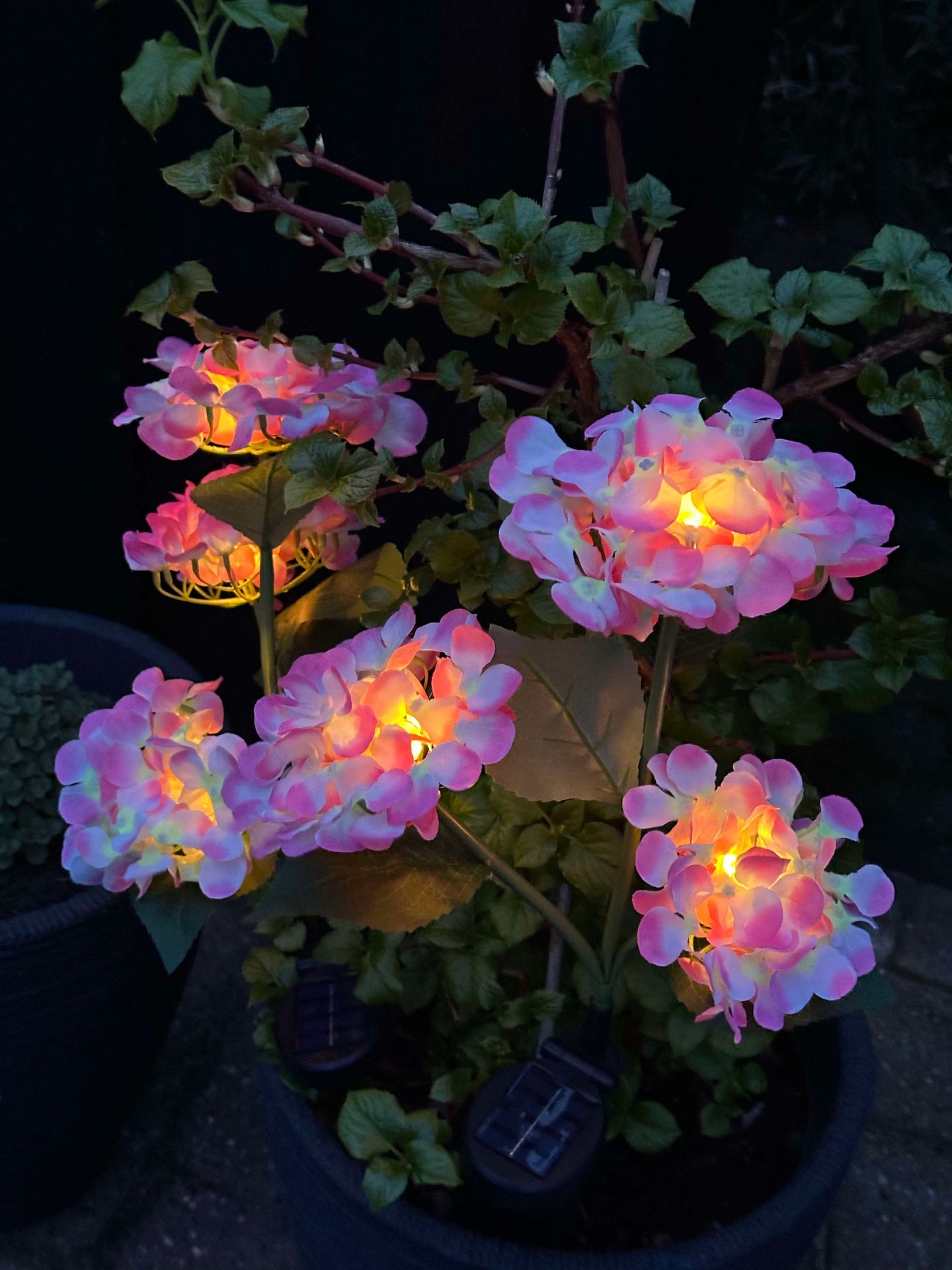 Hortensia med solceller – Lys rosa