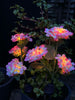 Hortensia med solceller – Lys rosa