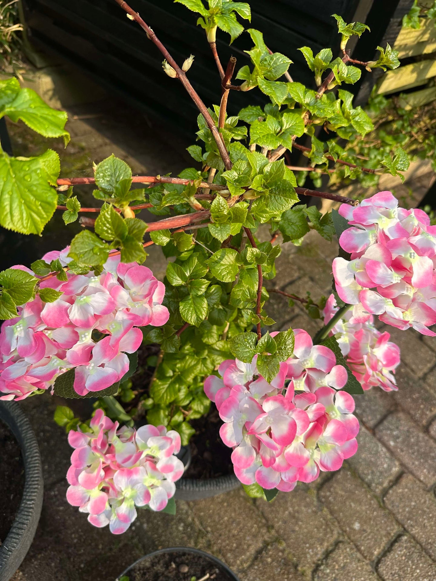 Hortensia med solceller – Lys rosa