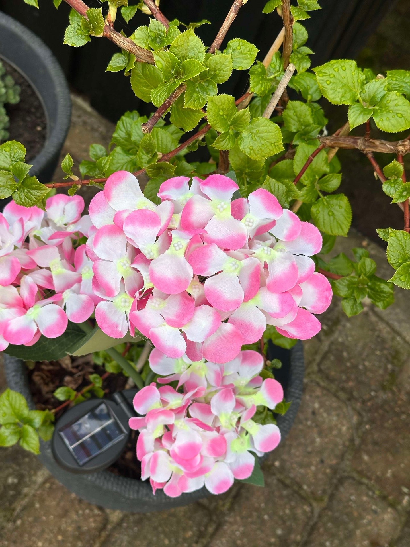 Hortensia med solceller – Lys rosa