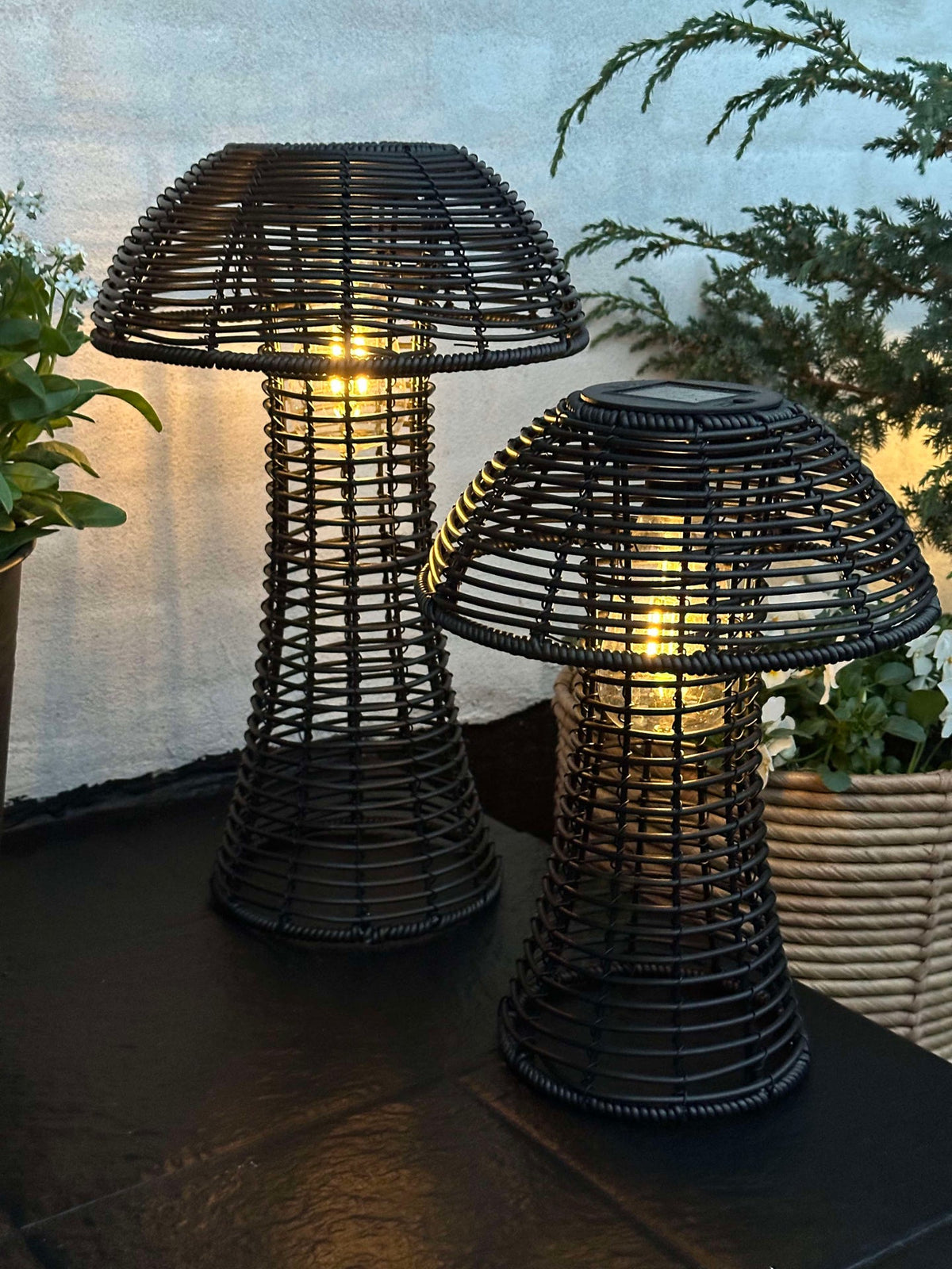 Mushroom Solar - Black Large