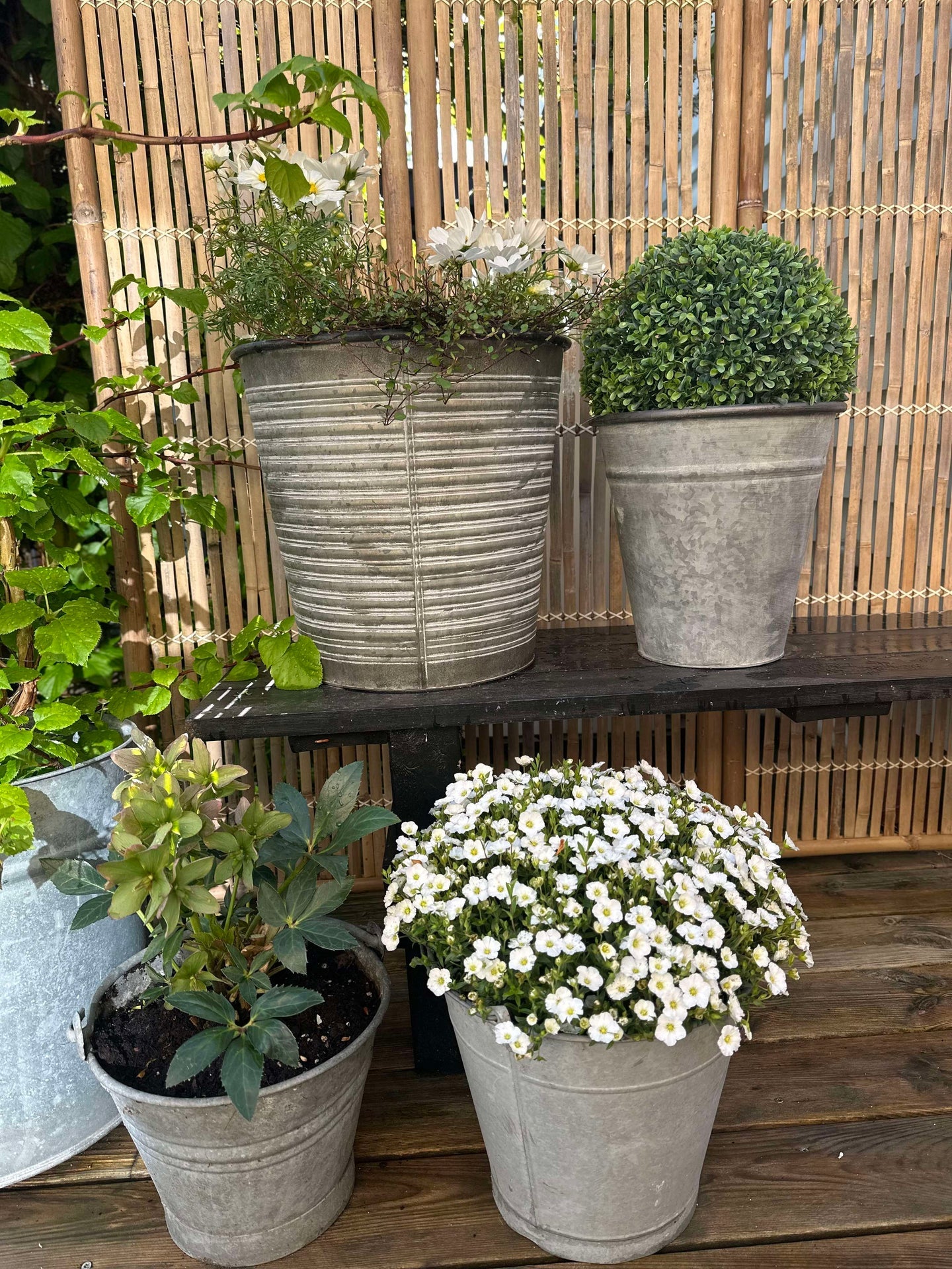 Buksbom kule 30cm