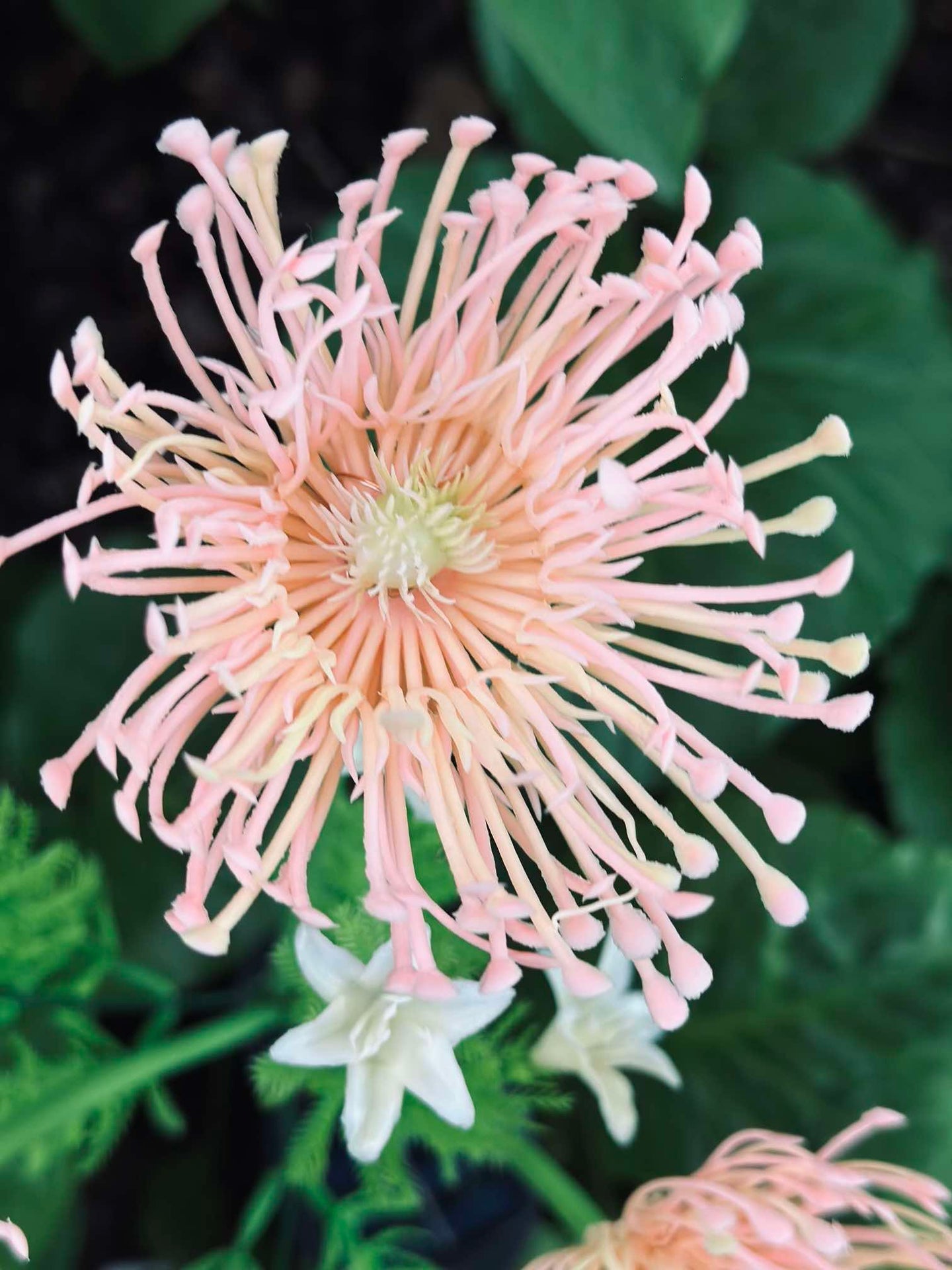 Blomst med solceller - Spider Lili rose