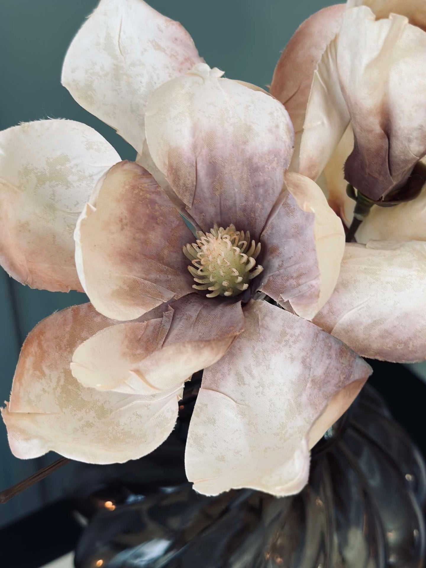 Magnolia stilk