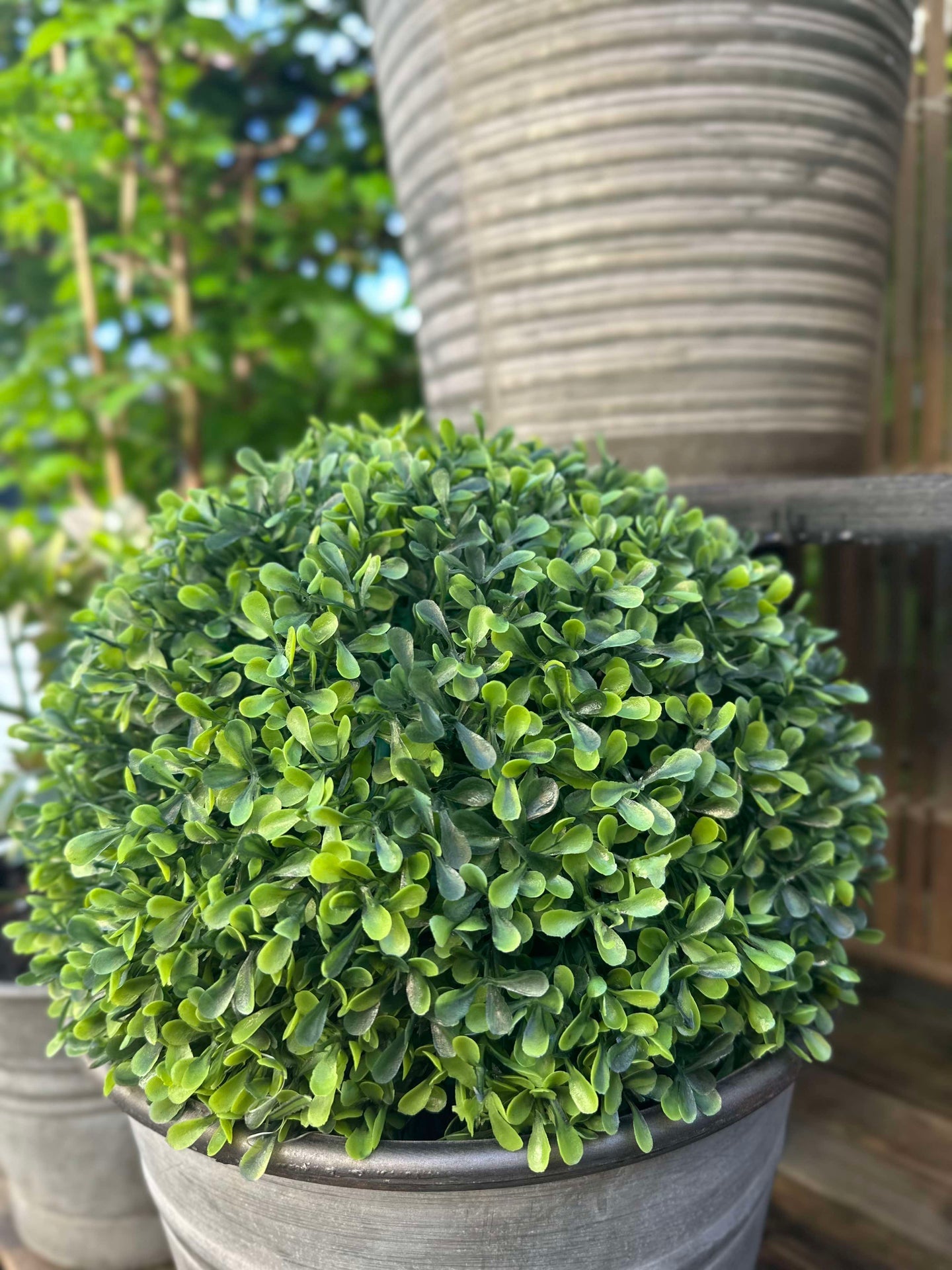 Buksbom kule 30cm