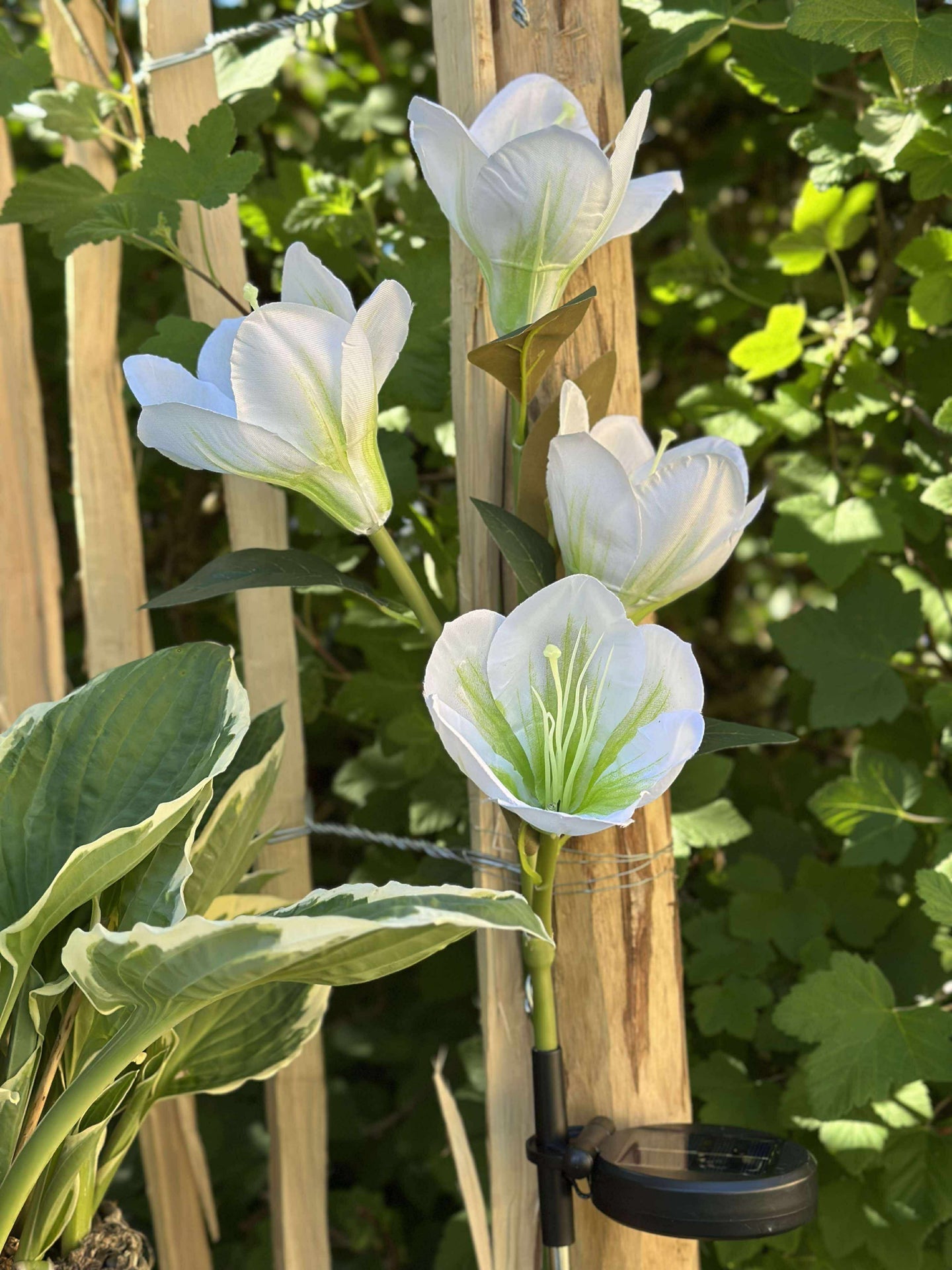 Magnolia med solceller - Hvit