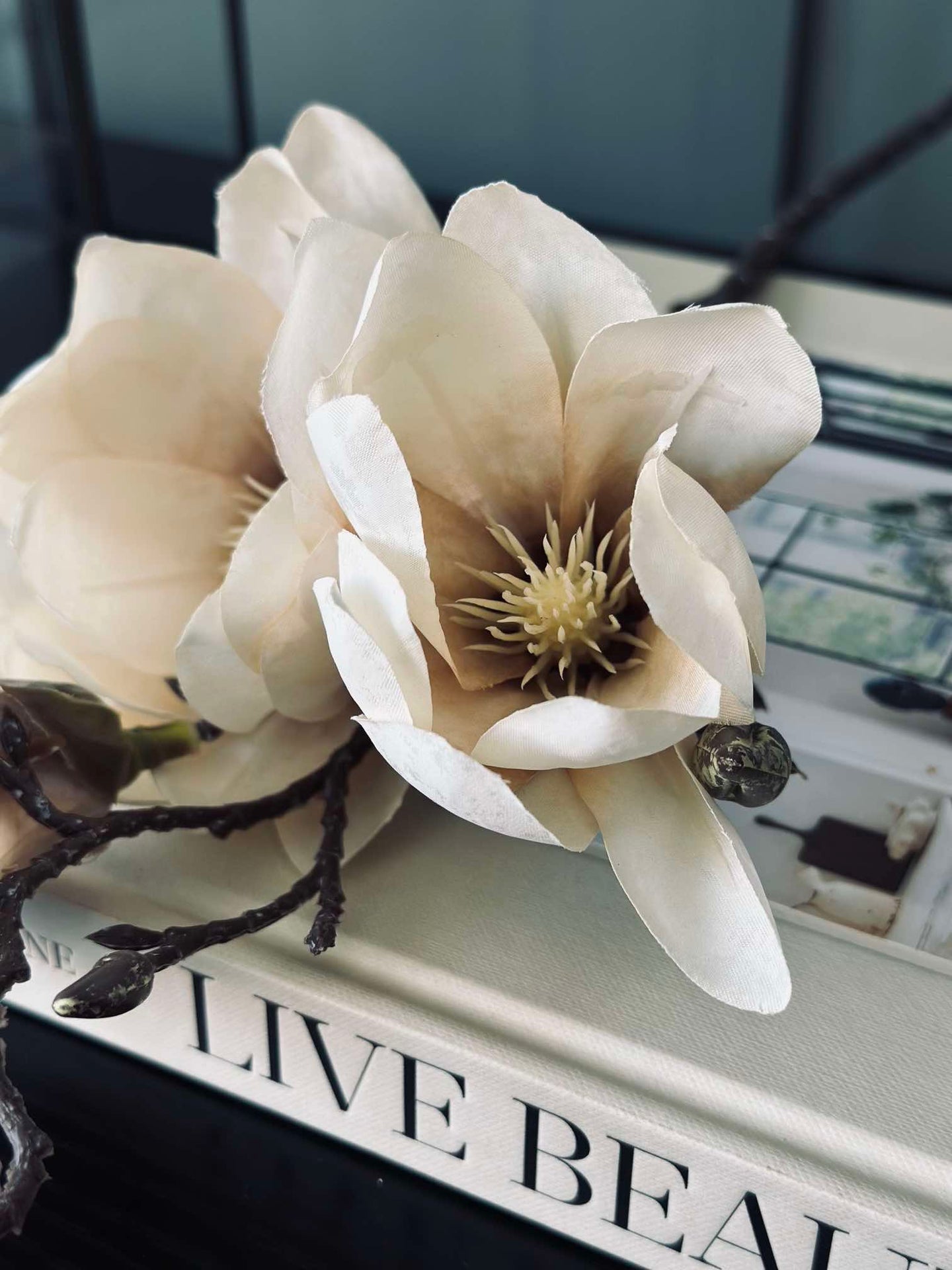 Magnolia stilk