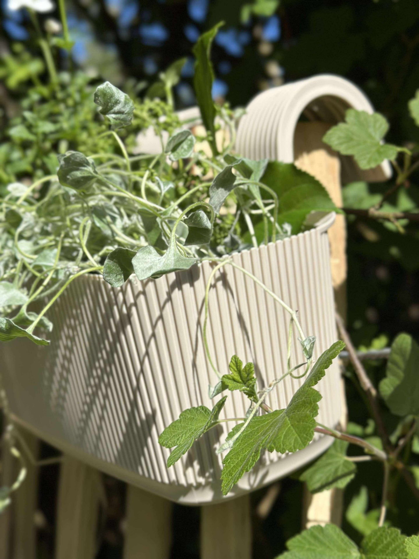 Plantekasse med oppheng – Krem