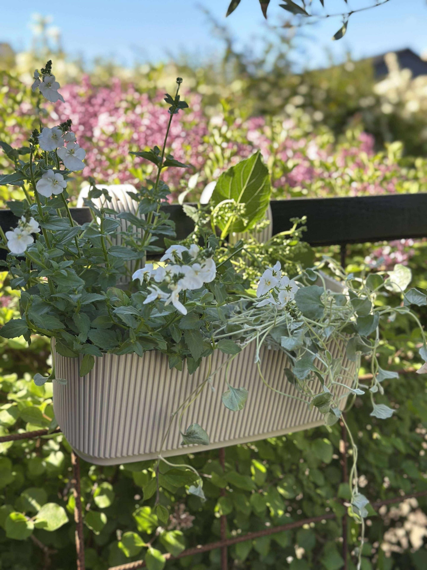 Plantekasse med oppheng – Krem
