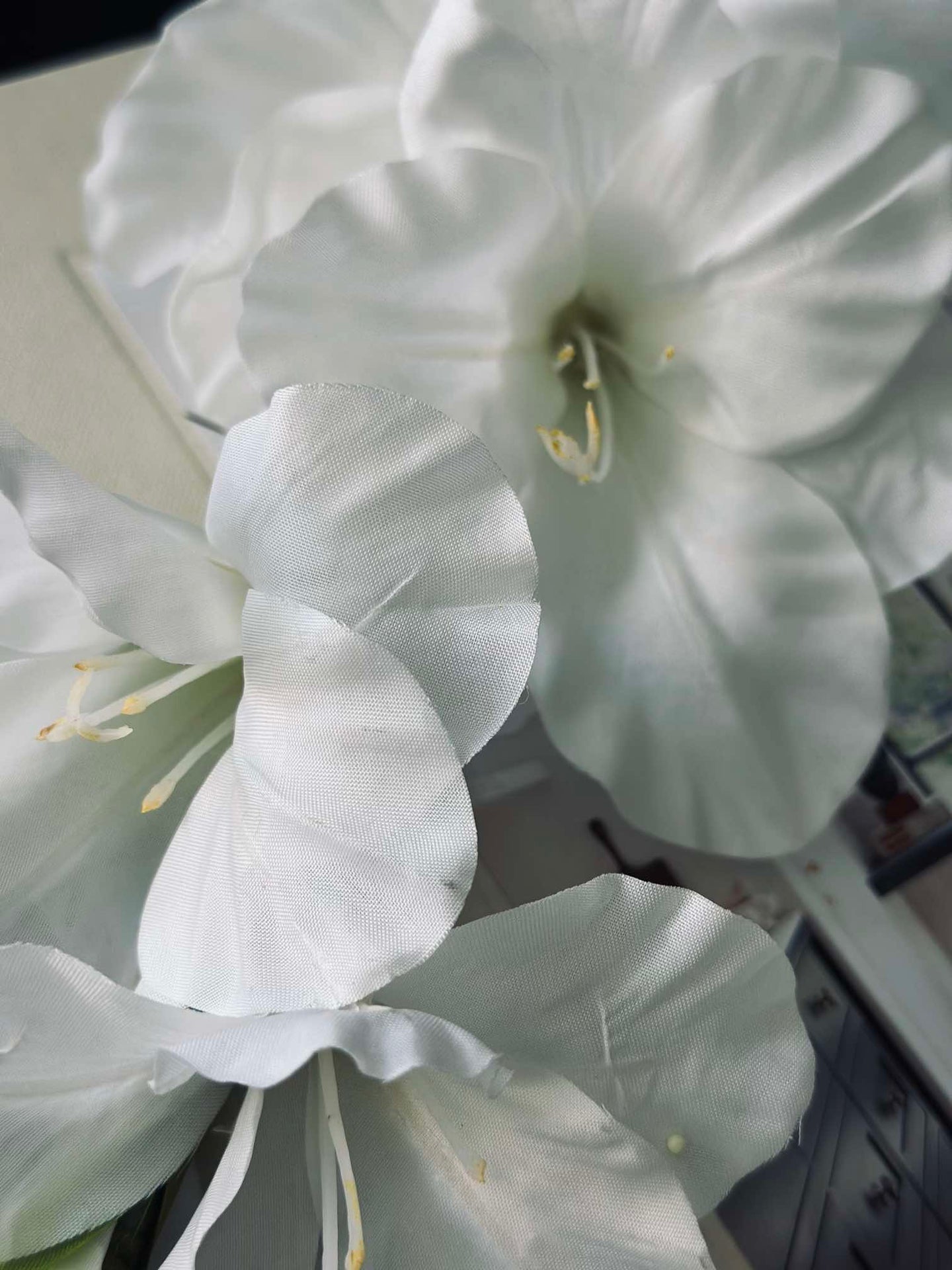 Gladiolus stilk