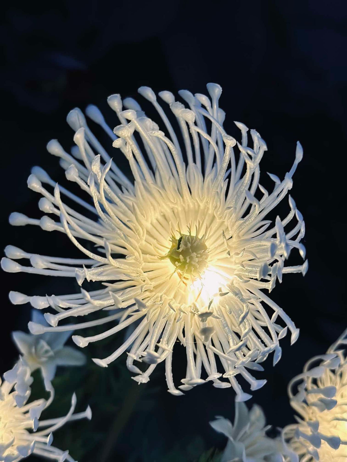 Blomst med solceller - Spider Lili hvit