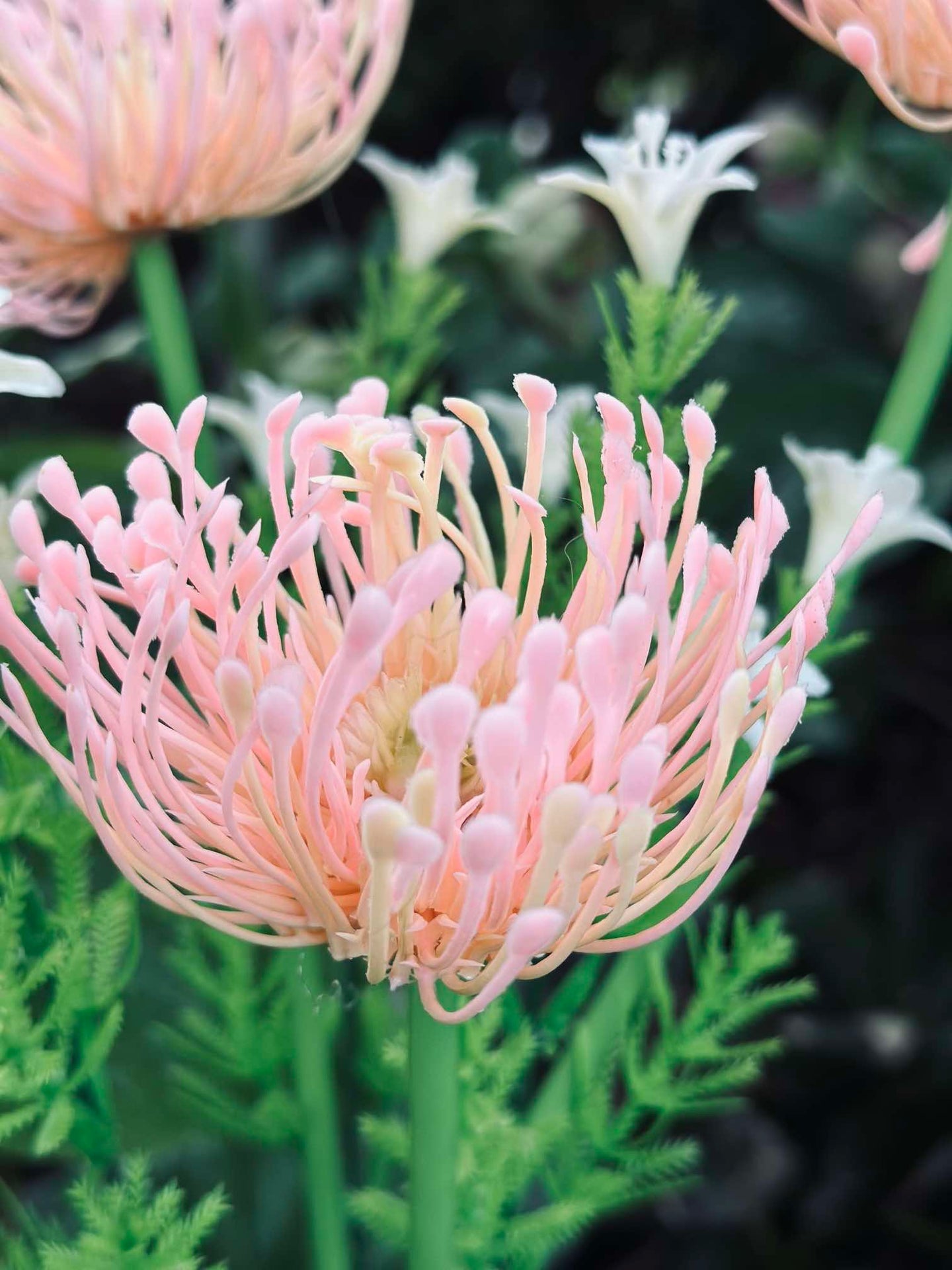 Blomst med solceller - Spider Lili rose